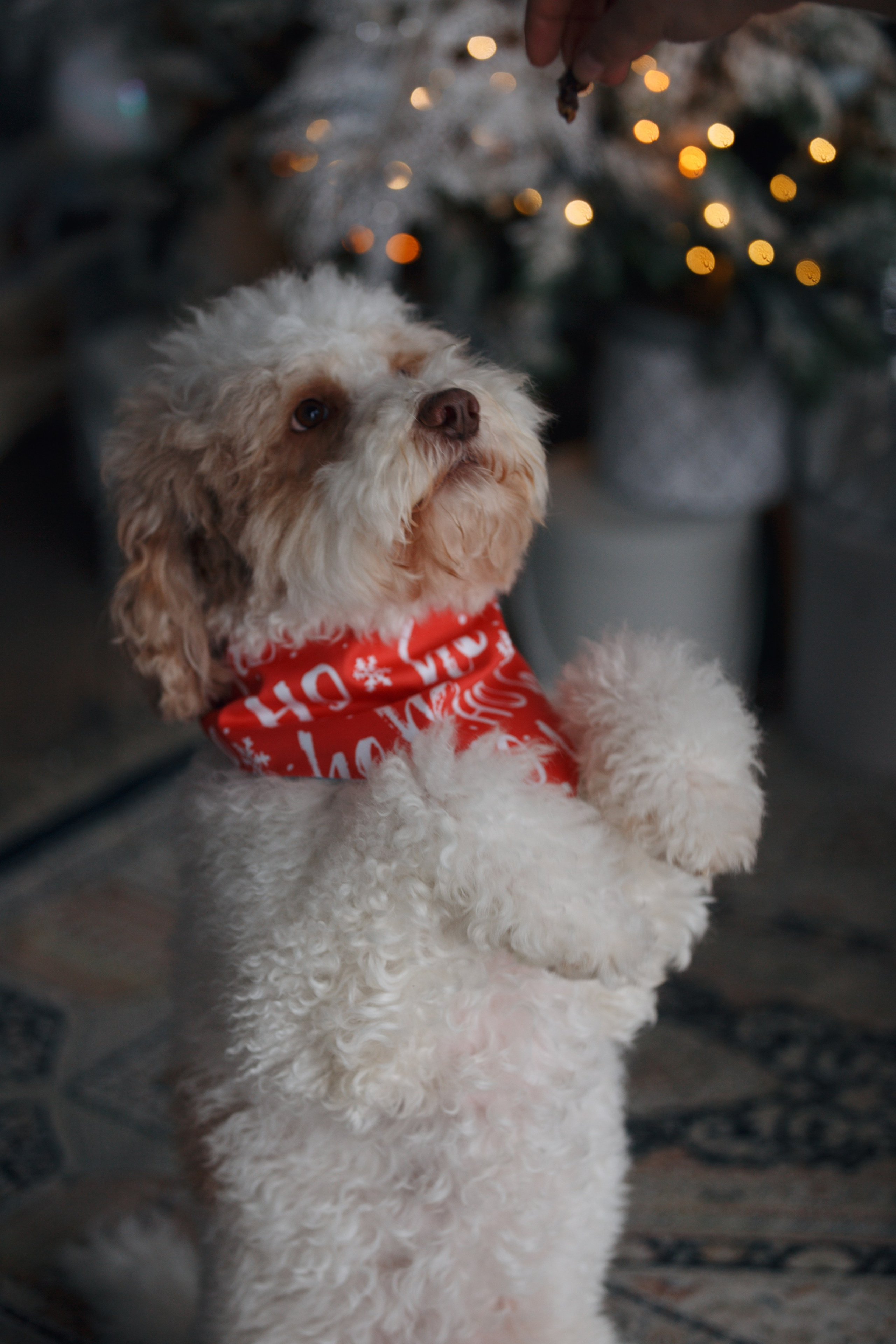 Bmbh лежанки и адресники. Фотограф анималист Кристина Карпова, Москва
