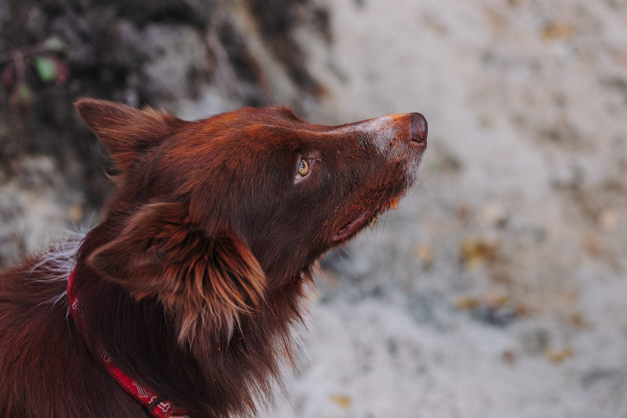 Краски холи. Фотограф анималист Кристина Карпова, Москва