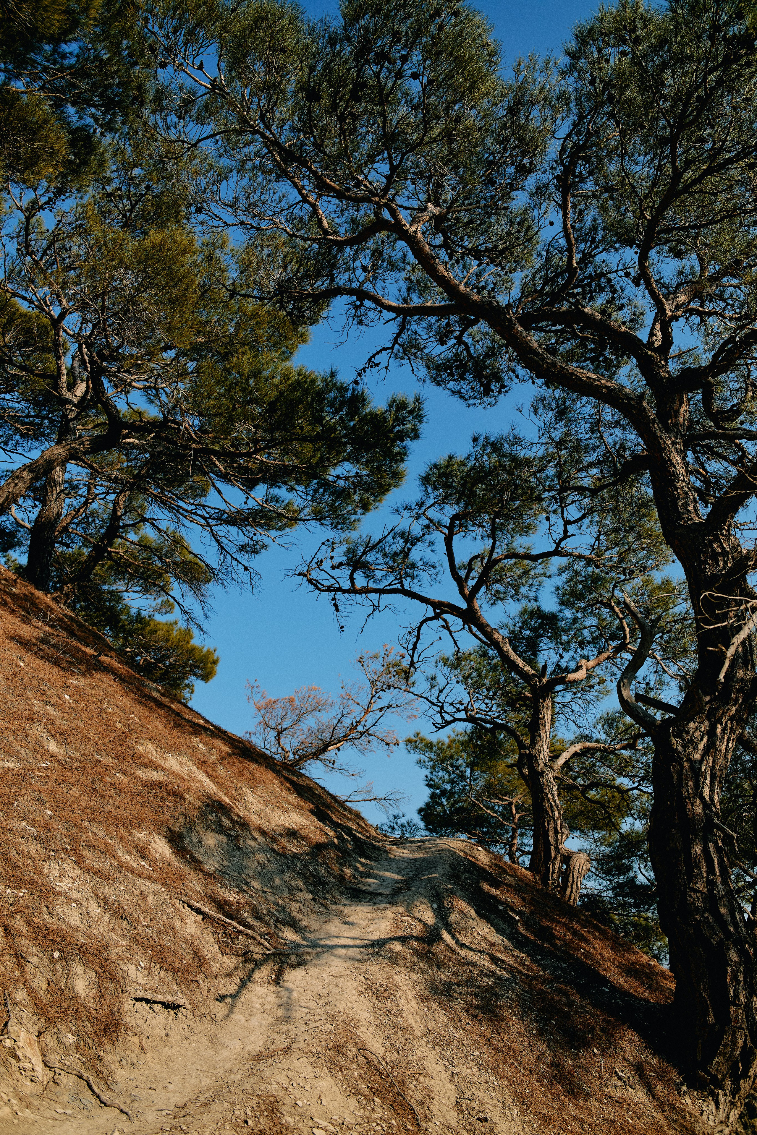 Юг России. Профессиональный Фотограф во Владимире, в Москве и в Суздале — Полина Романычева