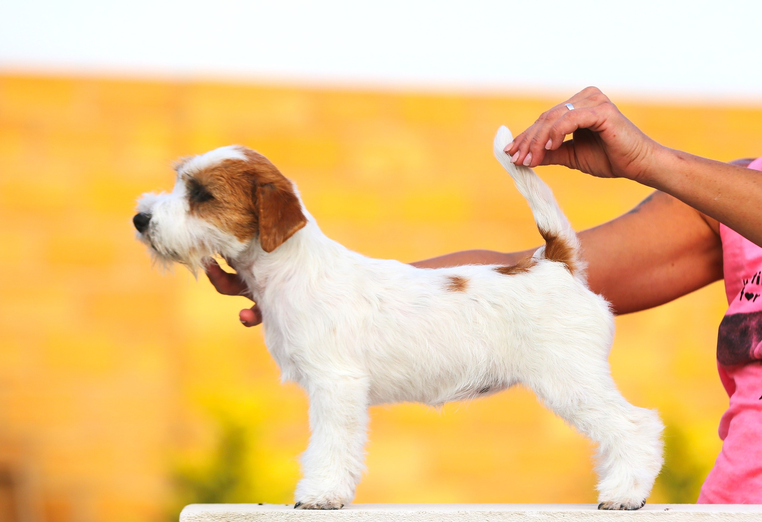 LOVELY ORANGE PICABU. Lovely-Orange питомник джек рассел терьеров