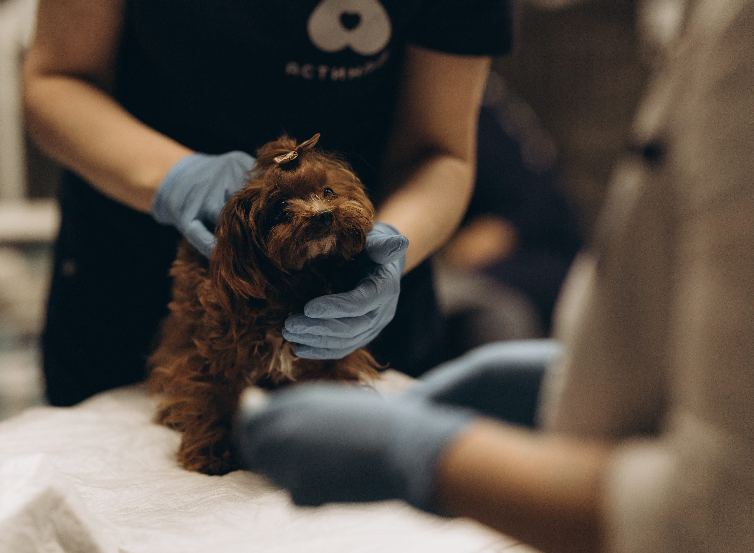 VetLife. Татьяна Афонина | Фотограф