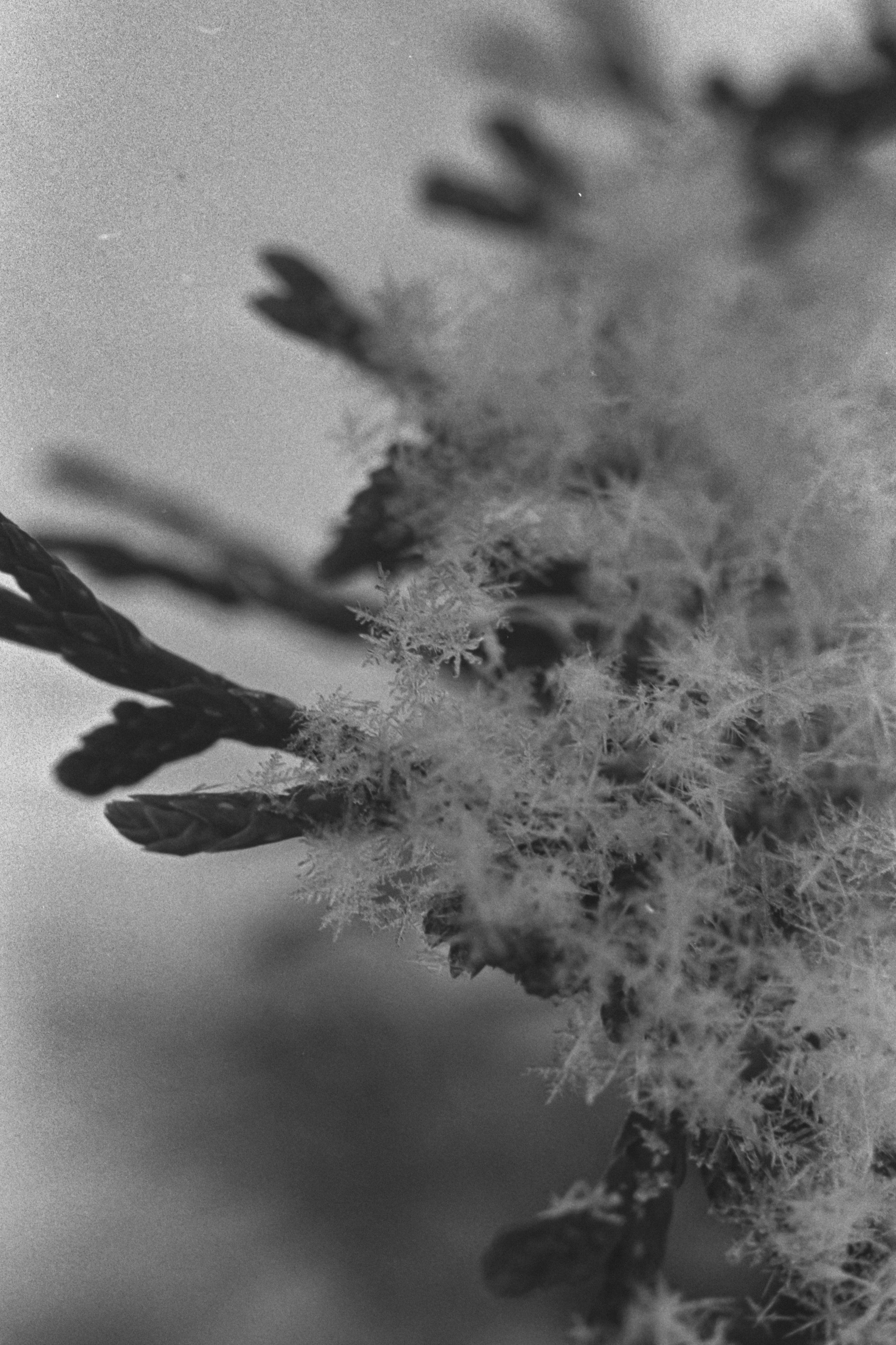 Пленочная история. Дмитрий Пропадалин, Нейрофотография