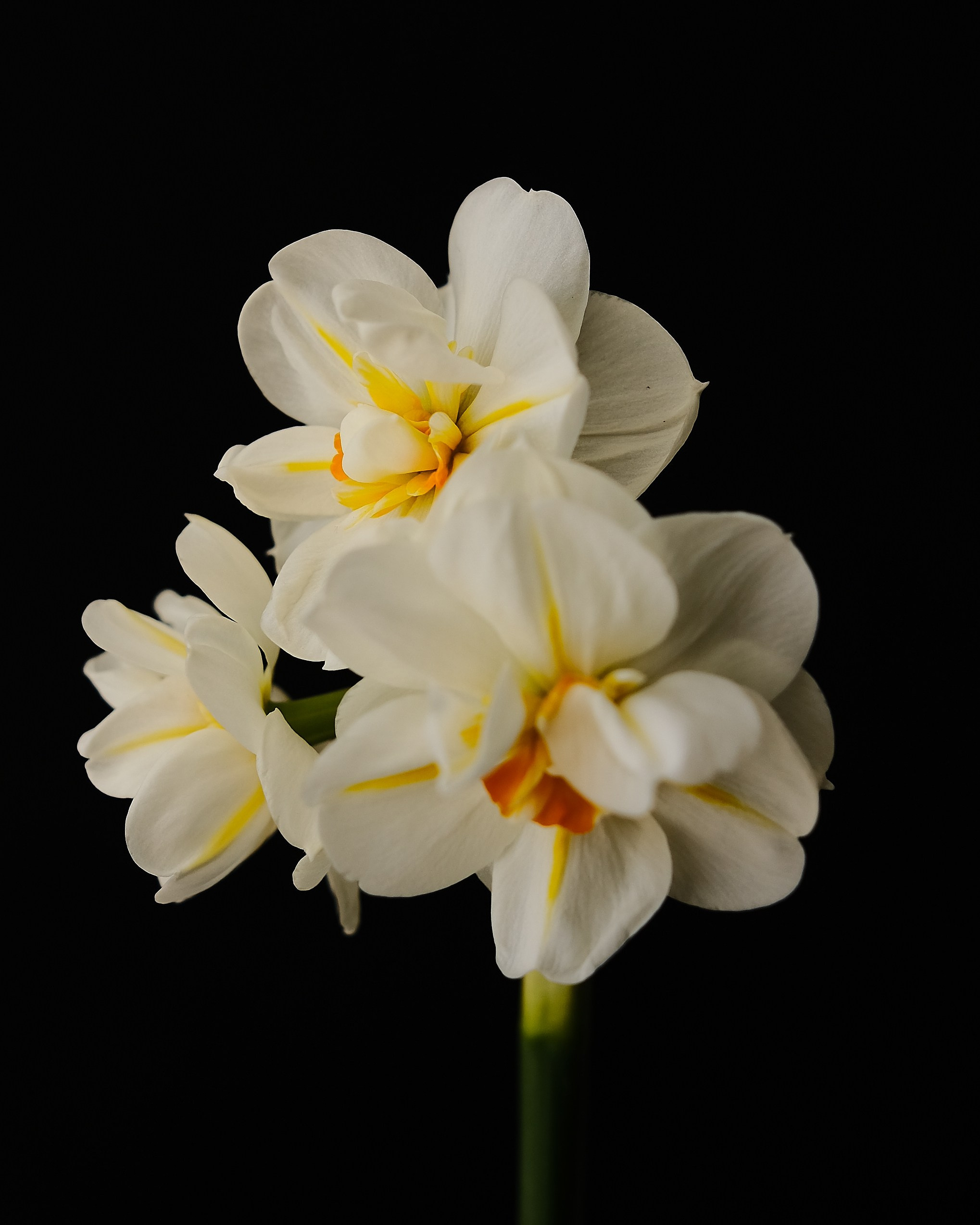 Творчество. Портретный и репортажный фотограф в Санкт-Петербурге Дарья Сибирякова