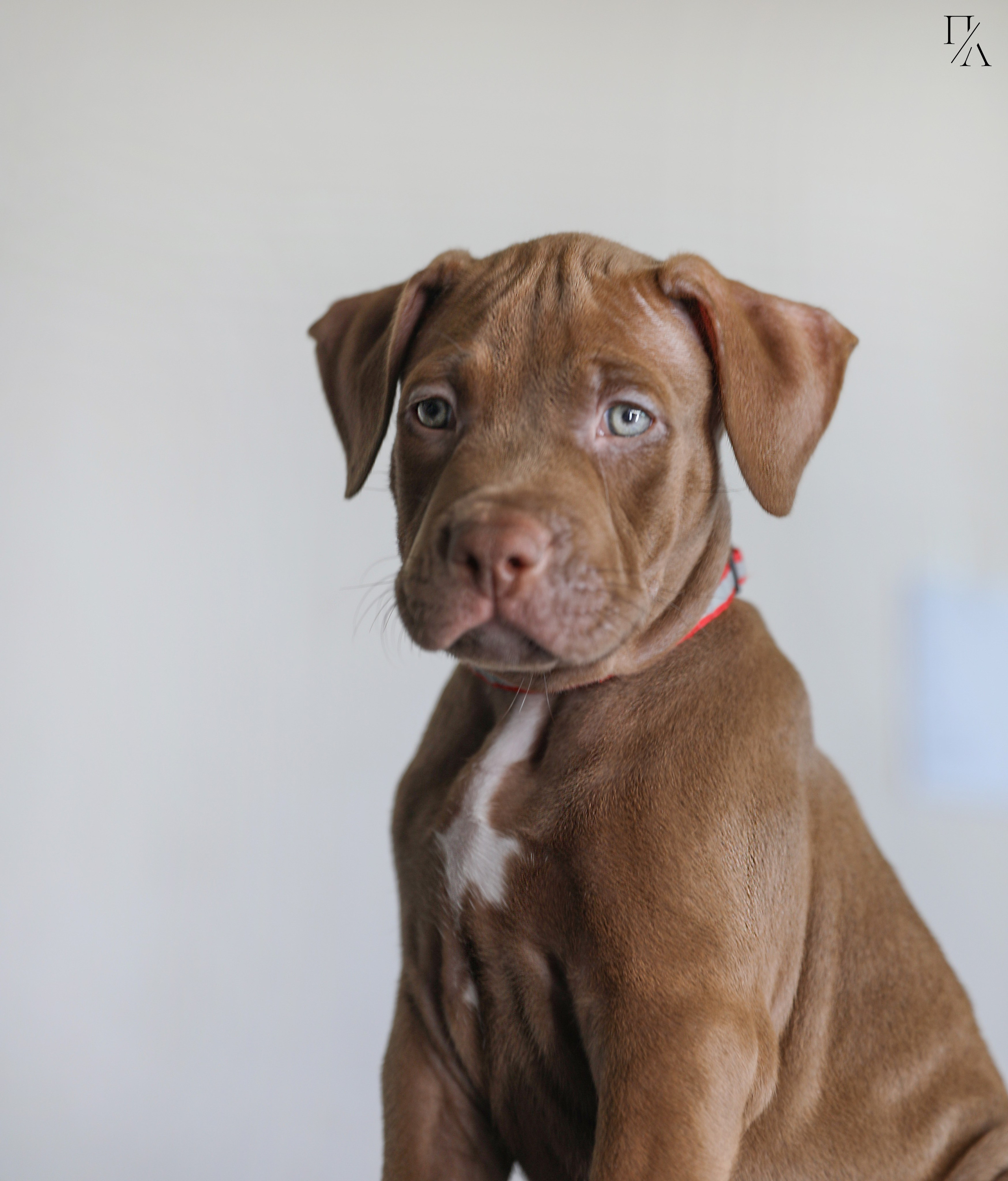 Фотосъёмки щенков. Фотограф-анималист Павлова Любовь