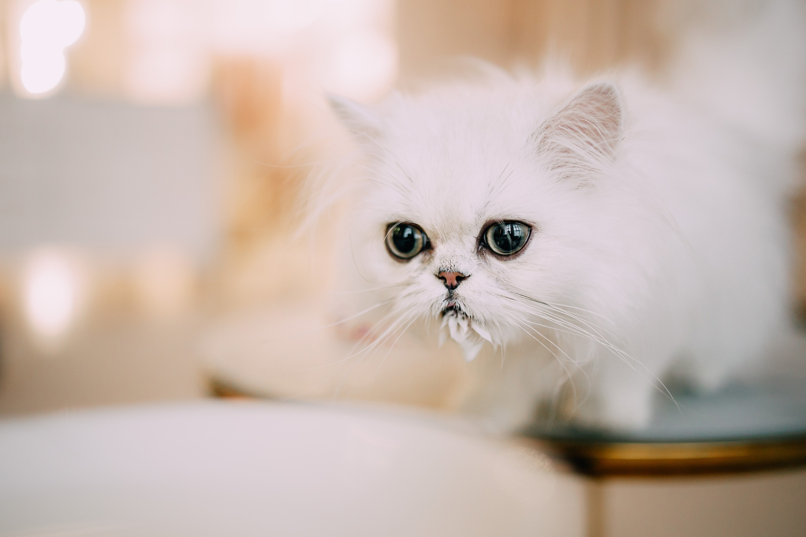 Султан, Мэй Мэй и Шанталь и их семья