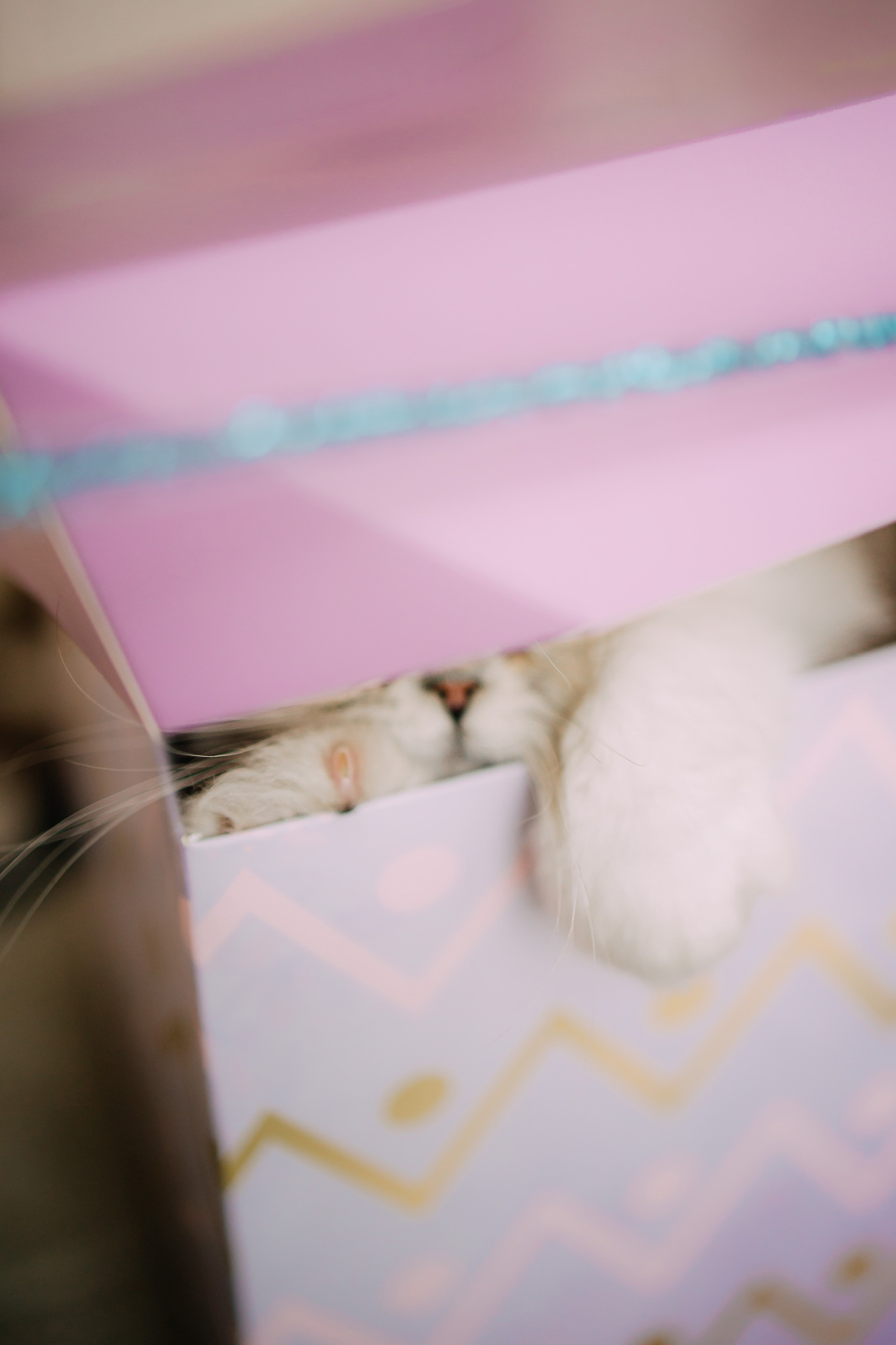 Султан, Мэй Мэй и Шанталь и их семья