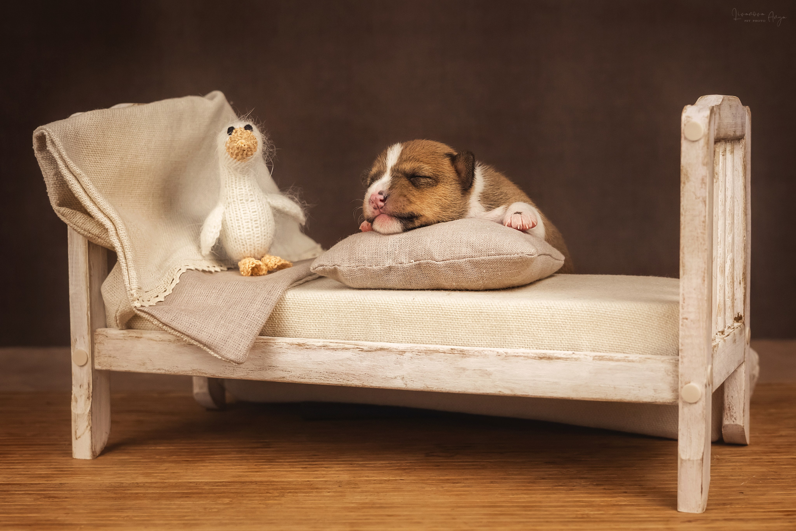 Басеньки. Фотограф анималист Аня Ливанова | Рыбинск