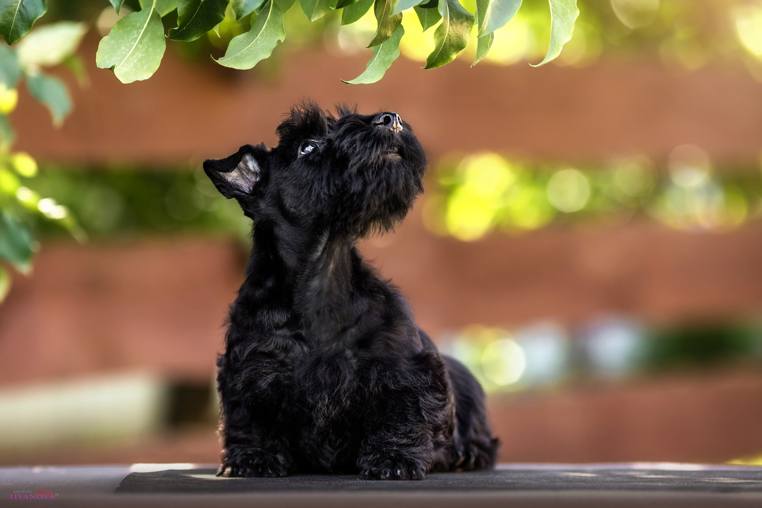 Скотчики. Фотограф анималист Аня Ливанова | Рыбинск