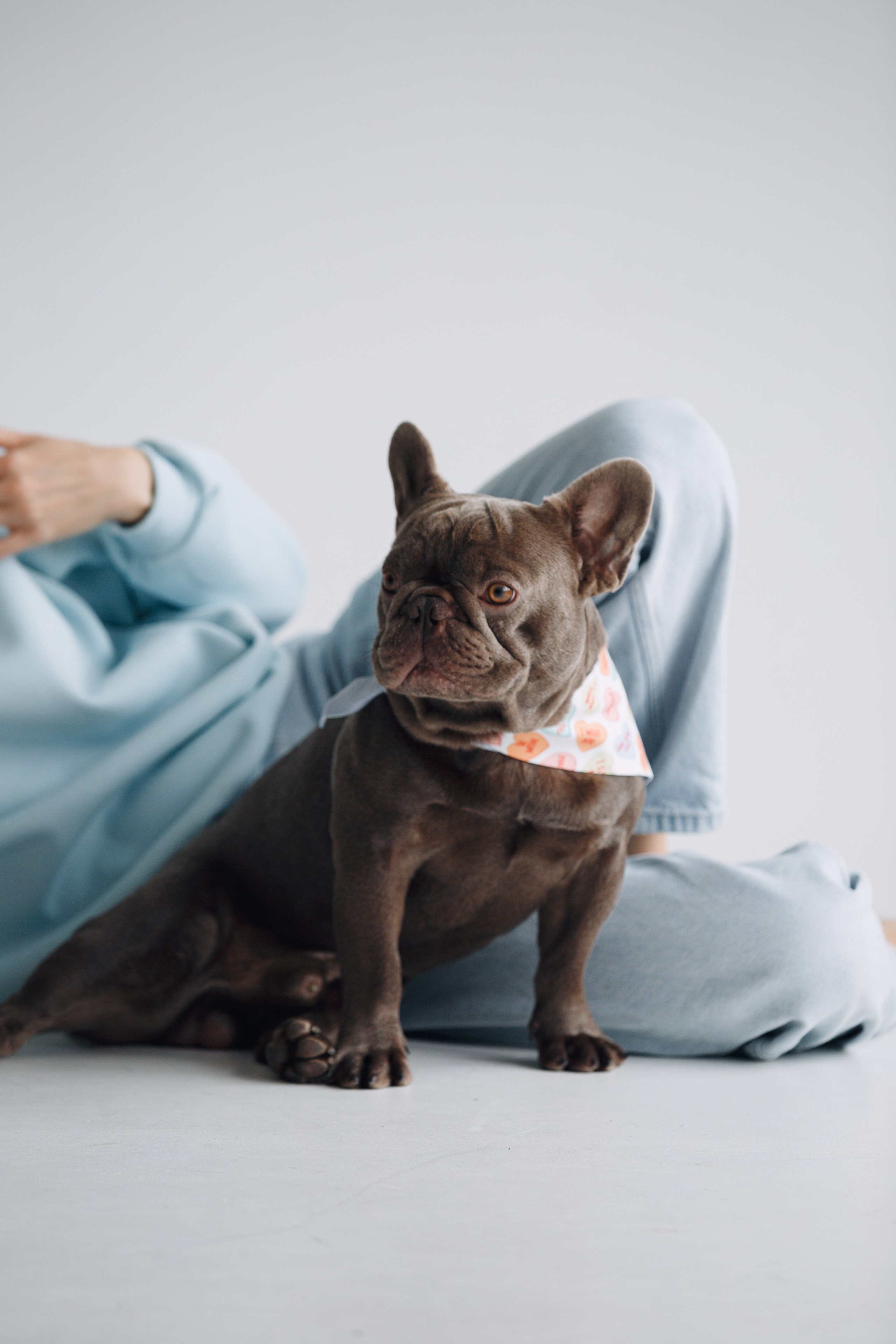 Wag'n'tails аксессуары для животных. Фотограф анималист Кристина Карпова, Москва