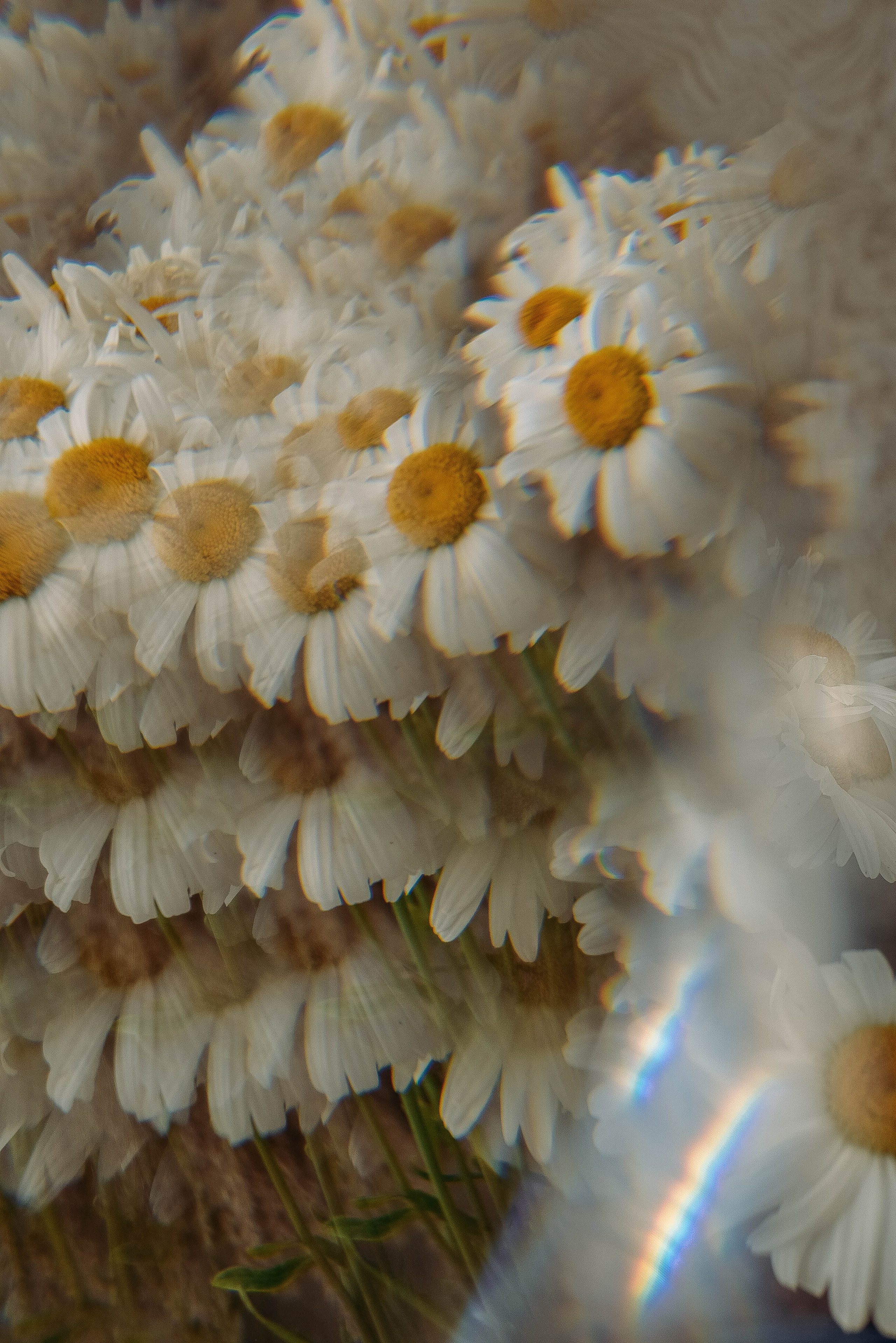 ПРЕДМЕТНАЯ/ МАКРО. Фотограф Фомина Екатерина Сергеевна