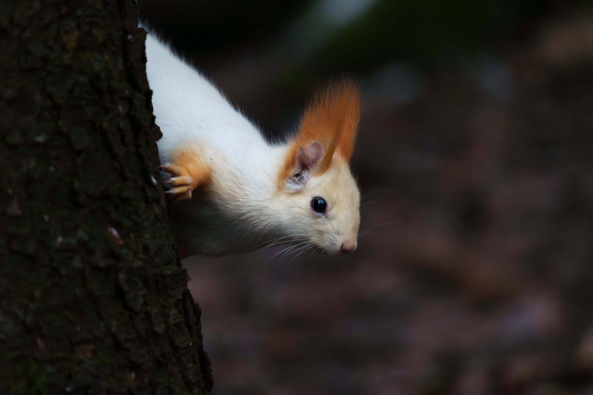 Животные. Ваш личный фотограф Марина Волкова