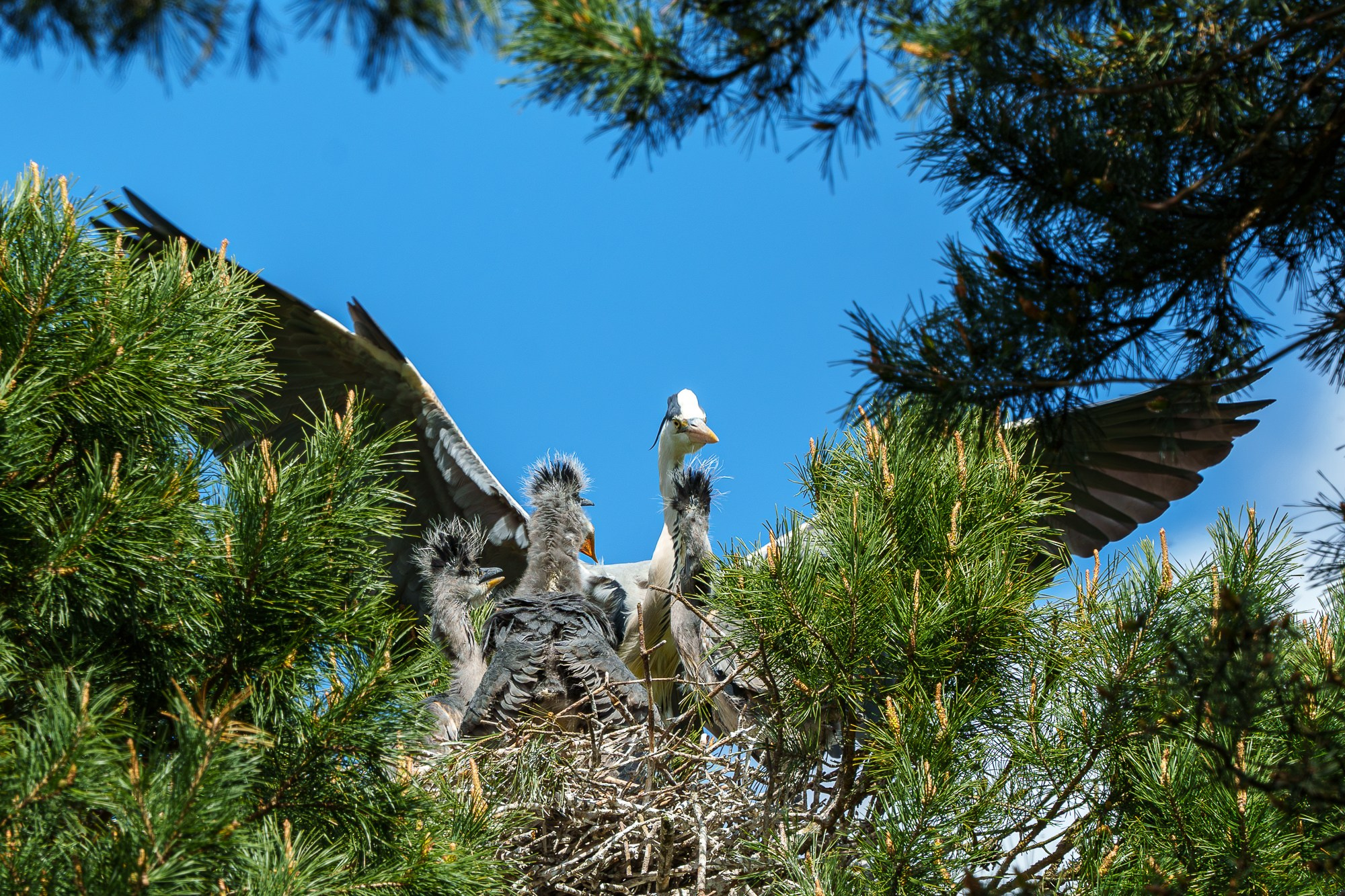 Удивительные мир птиц. Вокруг нас столько прекрасного — присмотритесь!. Ваш личный фотограф Марина Волкова