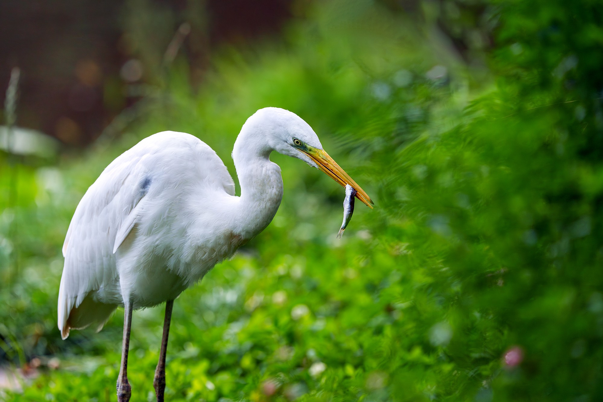 Удивительные мир птиц. Вокруг нас столько прекрасного — присмотритесь!. Ваш личный фотограф Марина Волкова
