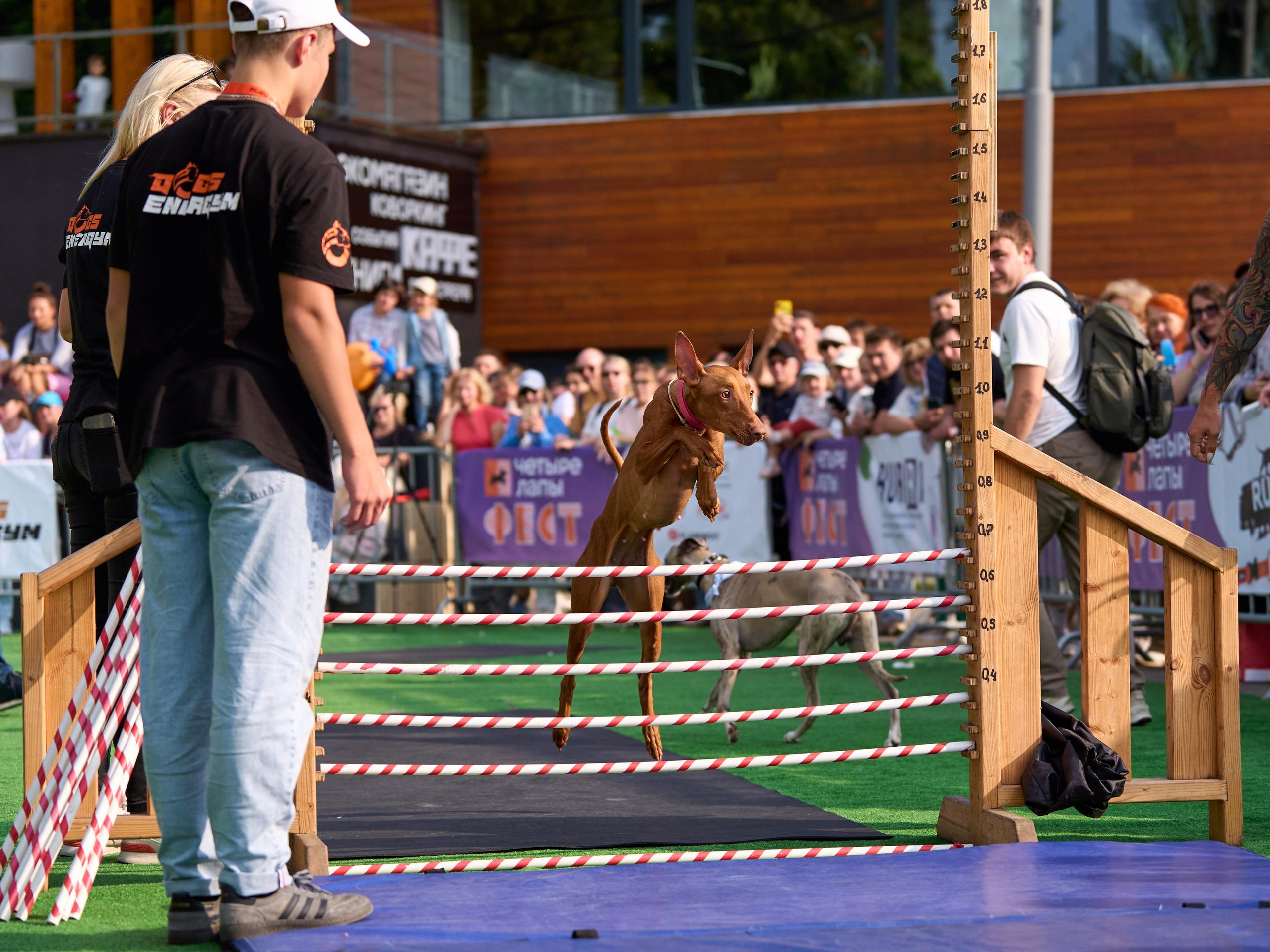 4 лапы Фест. Многоборье. Фотограф-анималист Михаил Манухин