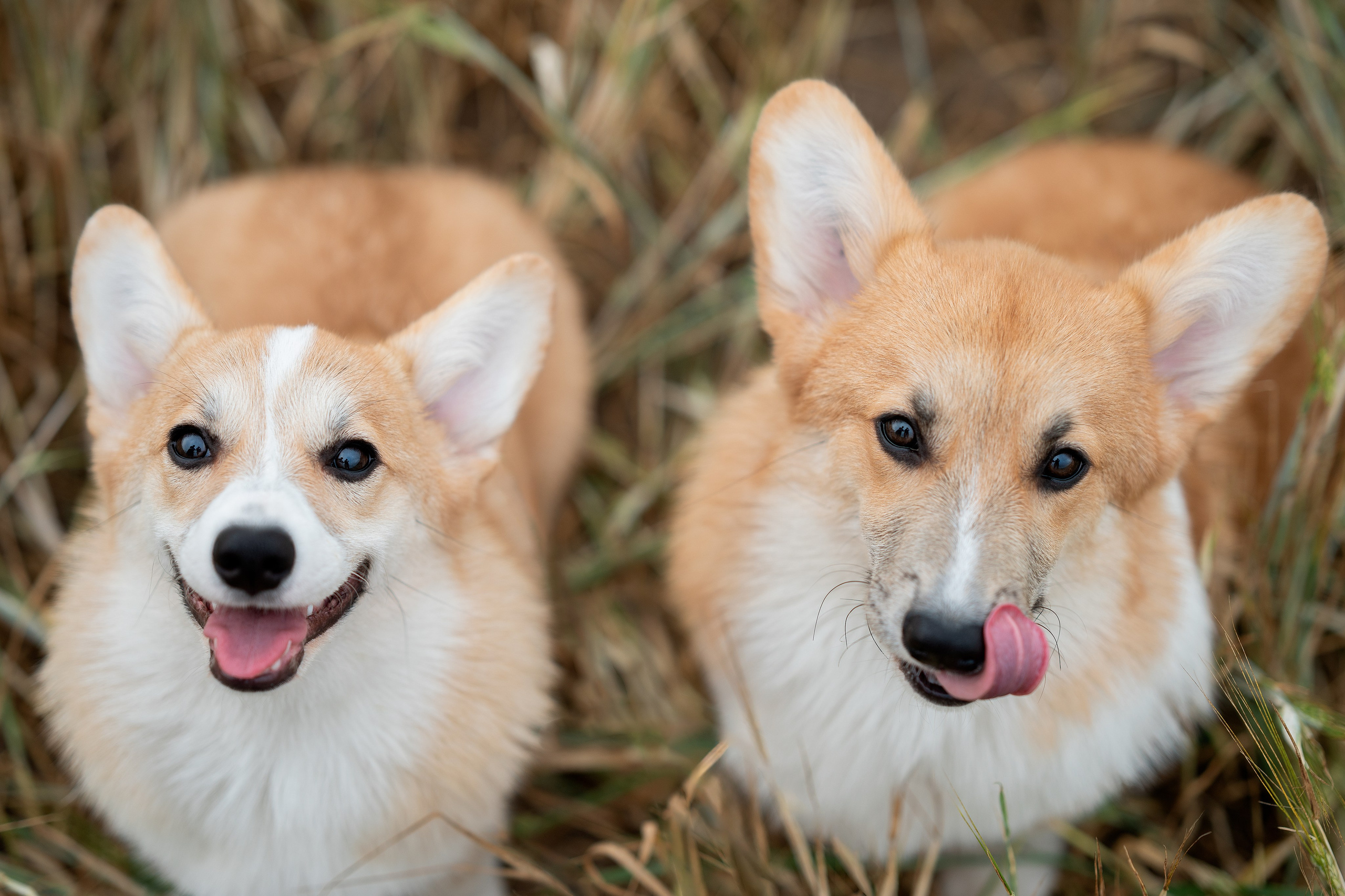 Заводчик Ольга Кушкина. Творческий фотограф Вологда
