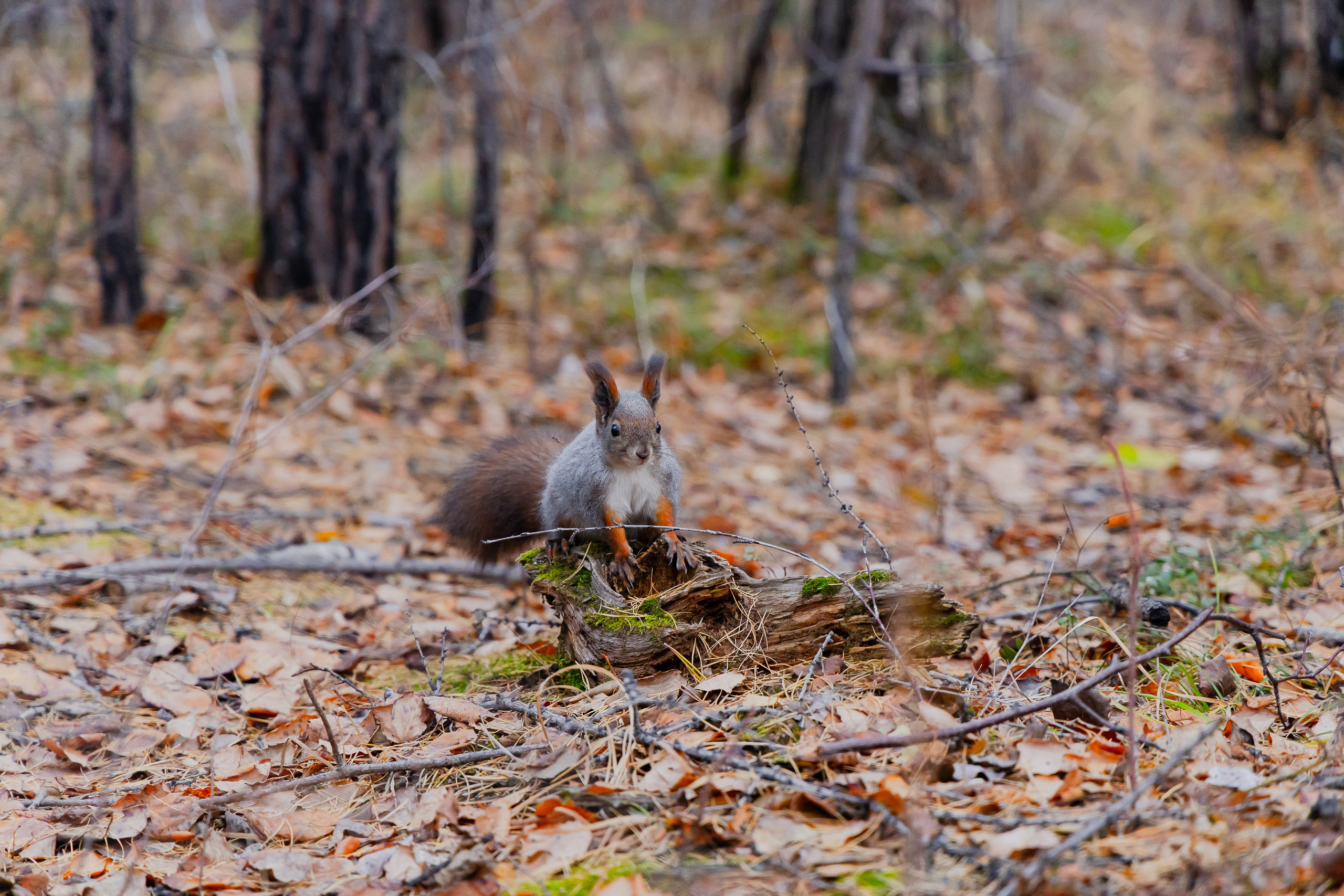 Осень в Сибири 24 год. Фотограф Братск Юлий Дежин