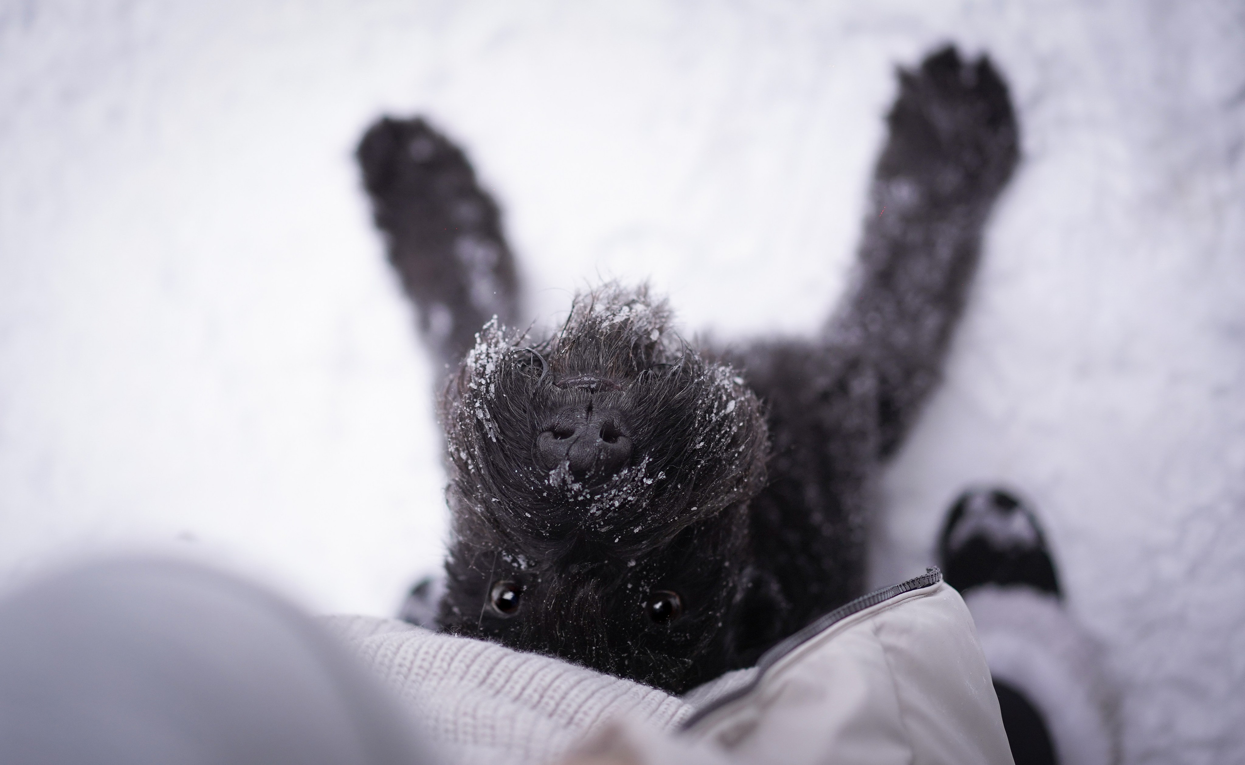 Оля Миша и шнауцеры. Фотограф-анималист в Санкт-Петербурге Яна Мартынова