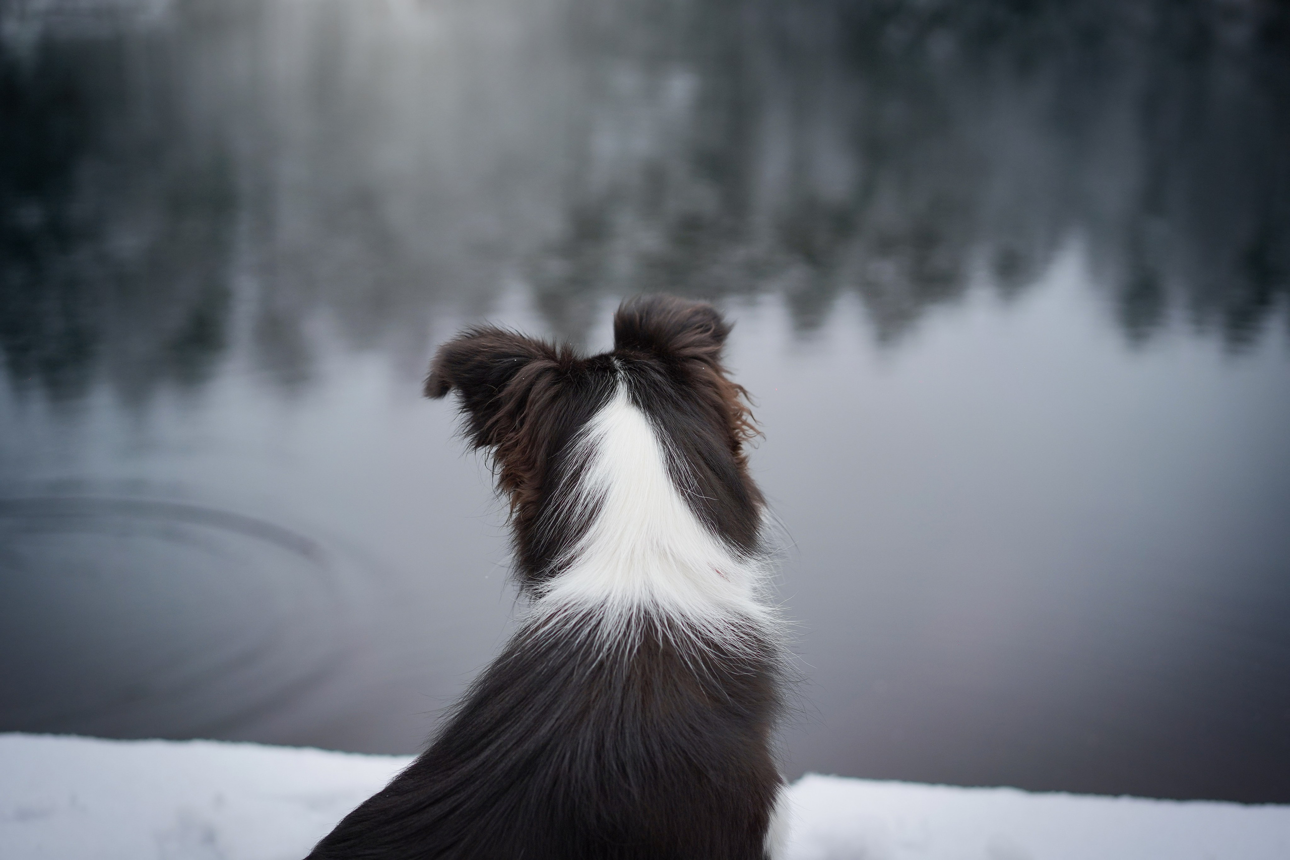Юлия и Груша. Фотограф-анималист в Санкт-Петербурге Яна Мартынова