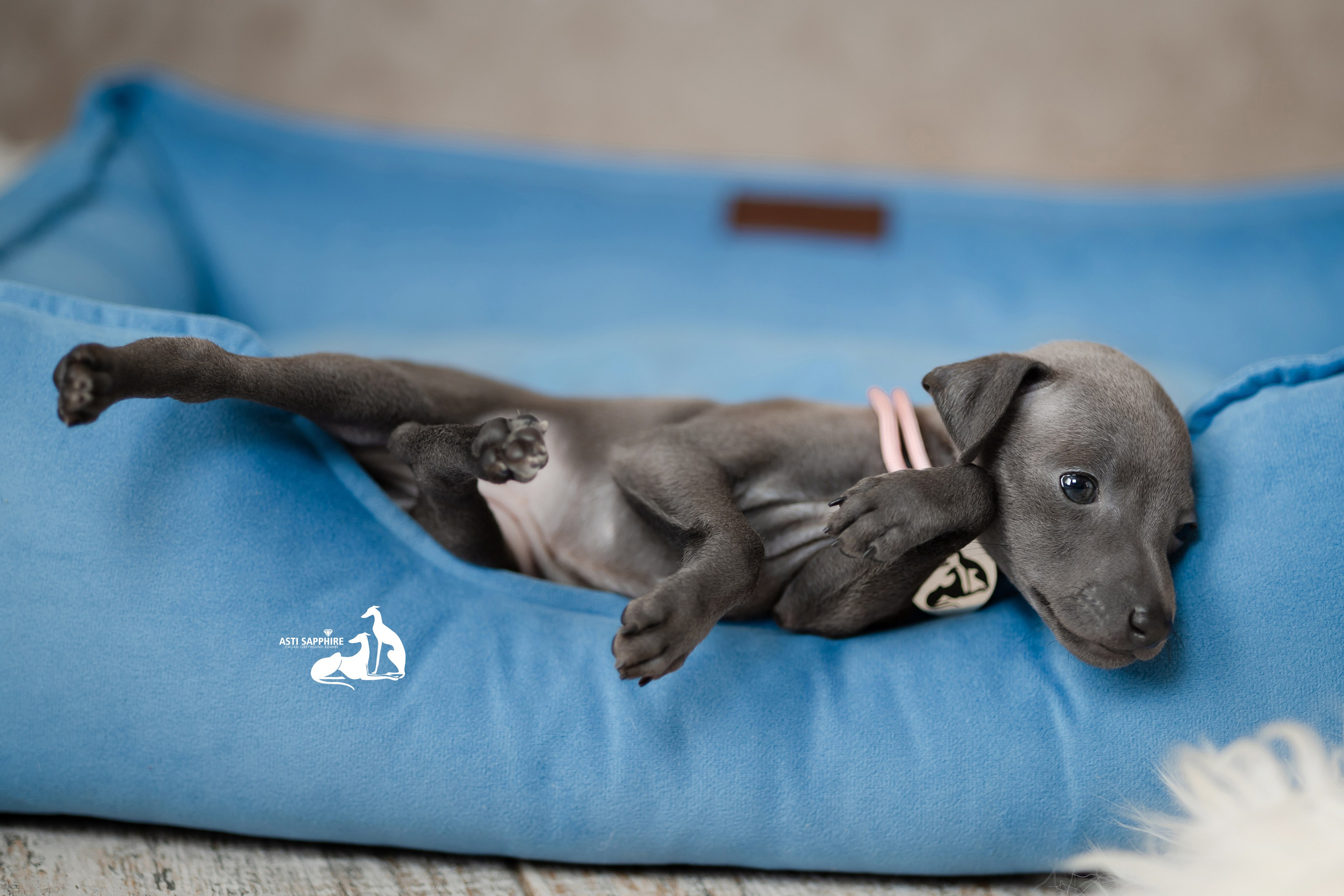 Весенние крошки. Professional Italian Greyhound Kennel RKF/FCI ASTI SAPPHIRE 💎 Sochi|St. Petersburg