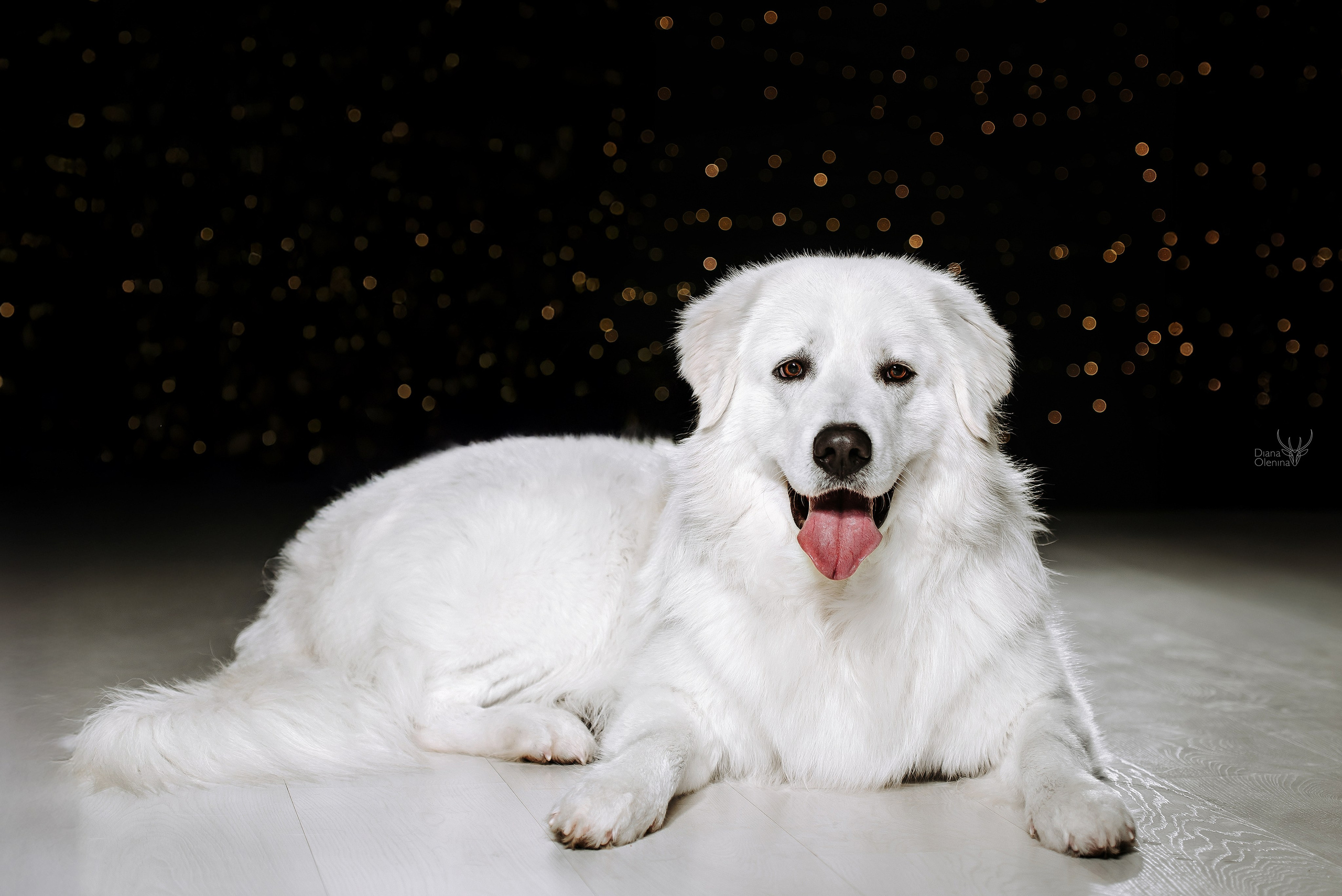 Собаки фоны. Фотограф Диана Оленина Красноярск / Братск