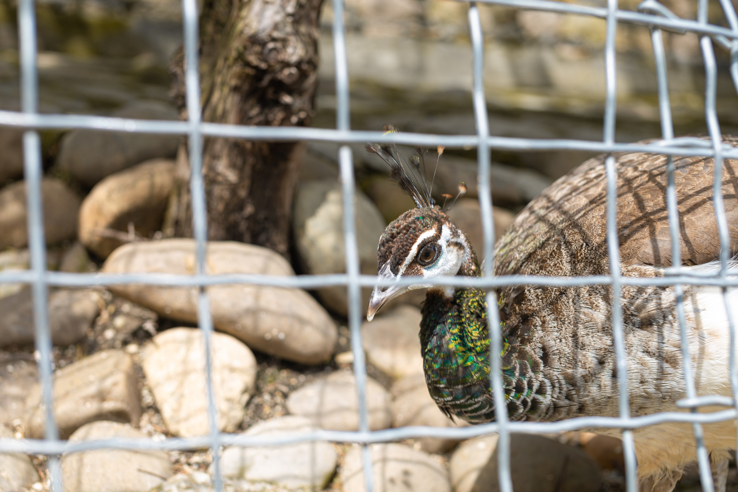 Июнь–Июль Отпуск Белореченск, Геленджик. Семейный, Свадебный фотограф СПБ Питер— Романова Екатерина