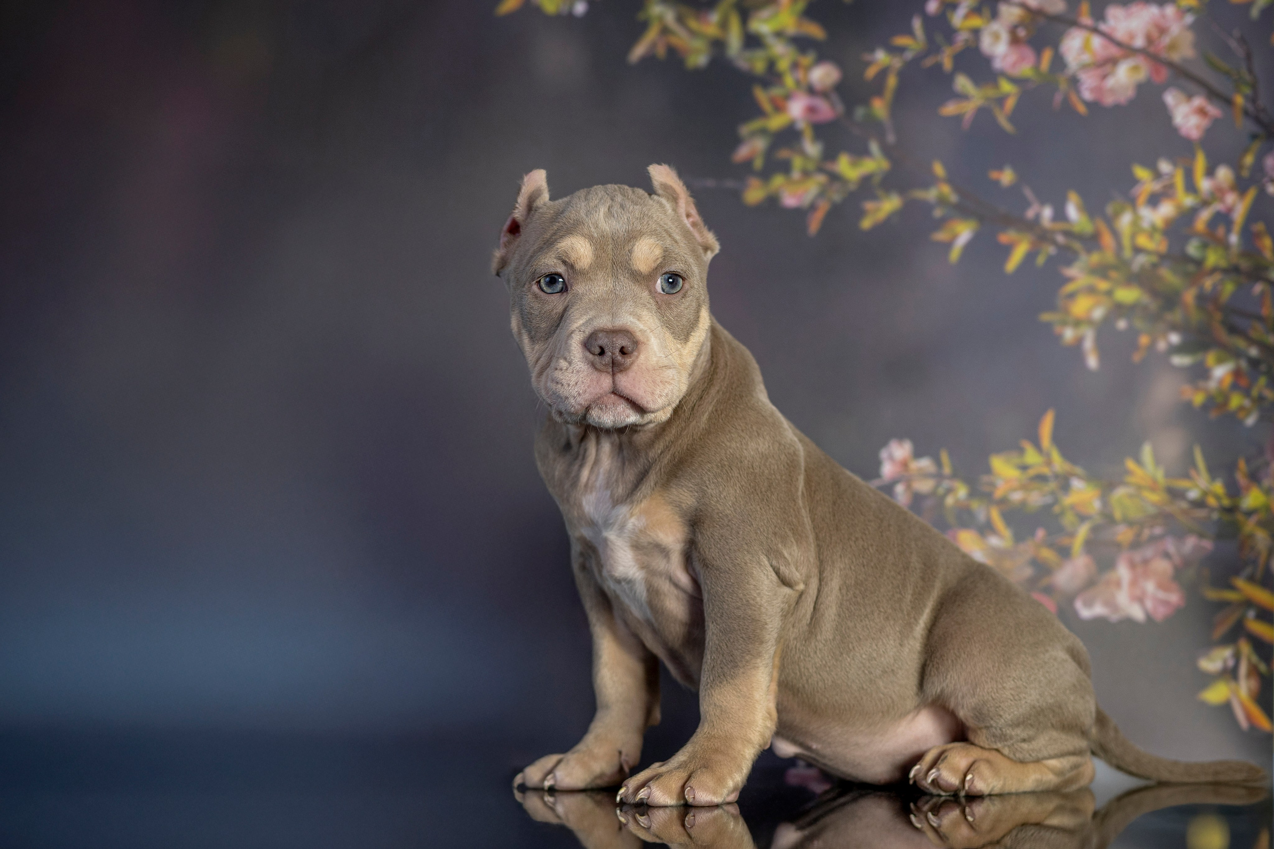 Щенки Булли. Фотограф анималист в Санкт-Петербурге Таша Крейв