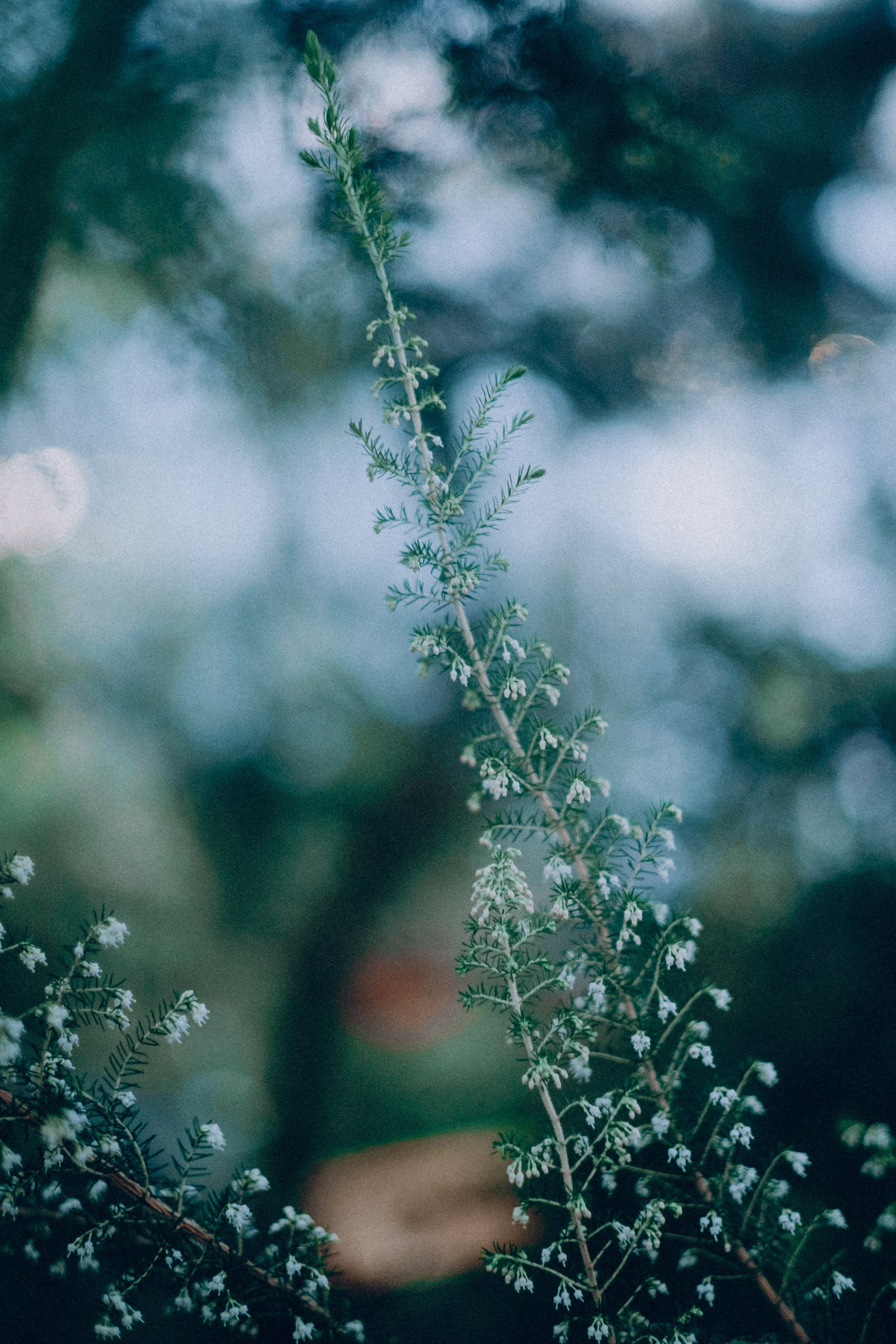 Botanical. Портретный и свадебный фотограф в Москве и Санкт-Петербурге. Учитель фотографии онлайн и оффлайн