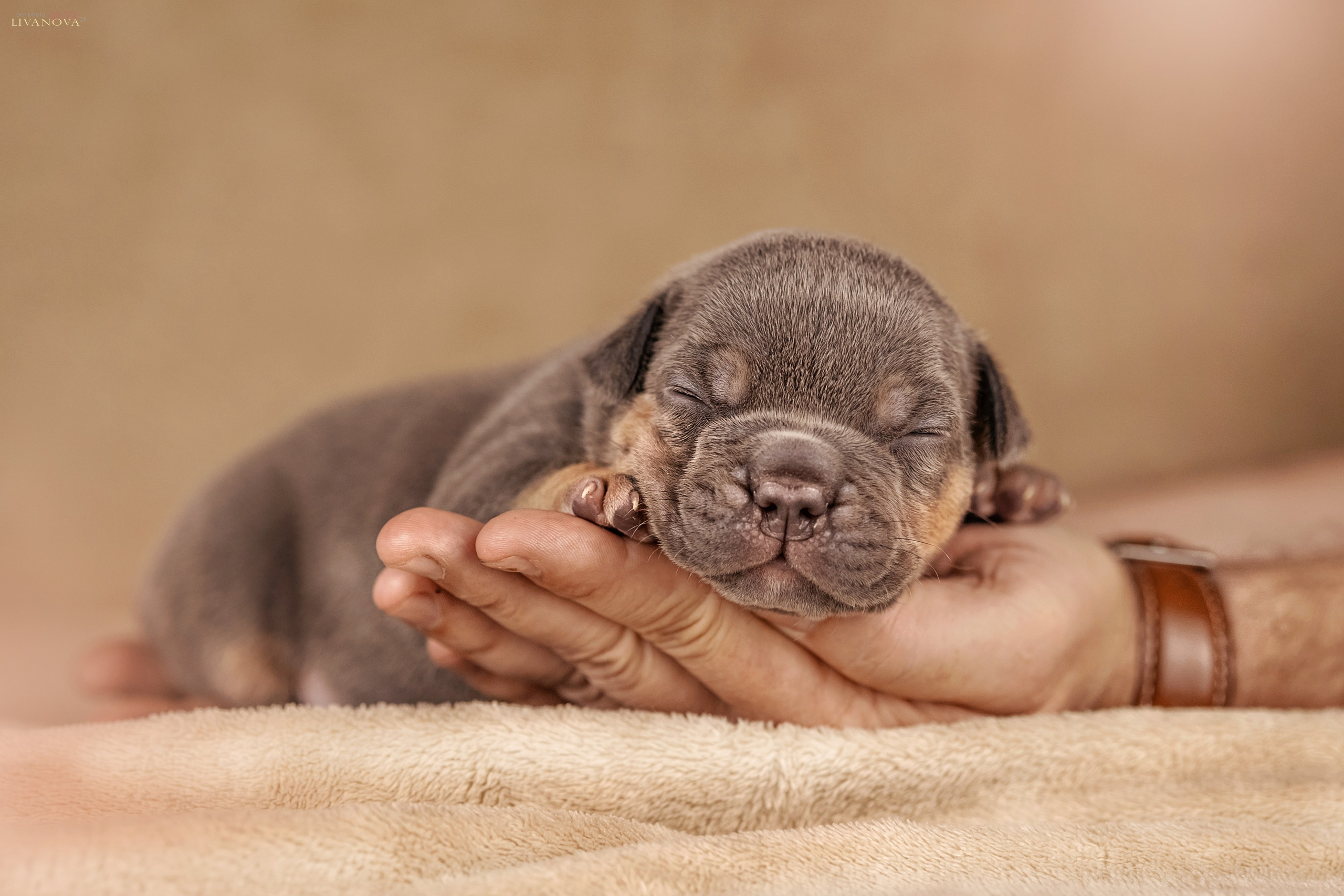 Амбулли. Фотограф анималист Аня Ливанова | Рыбинск