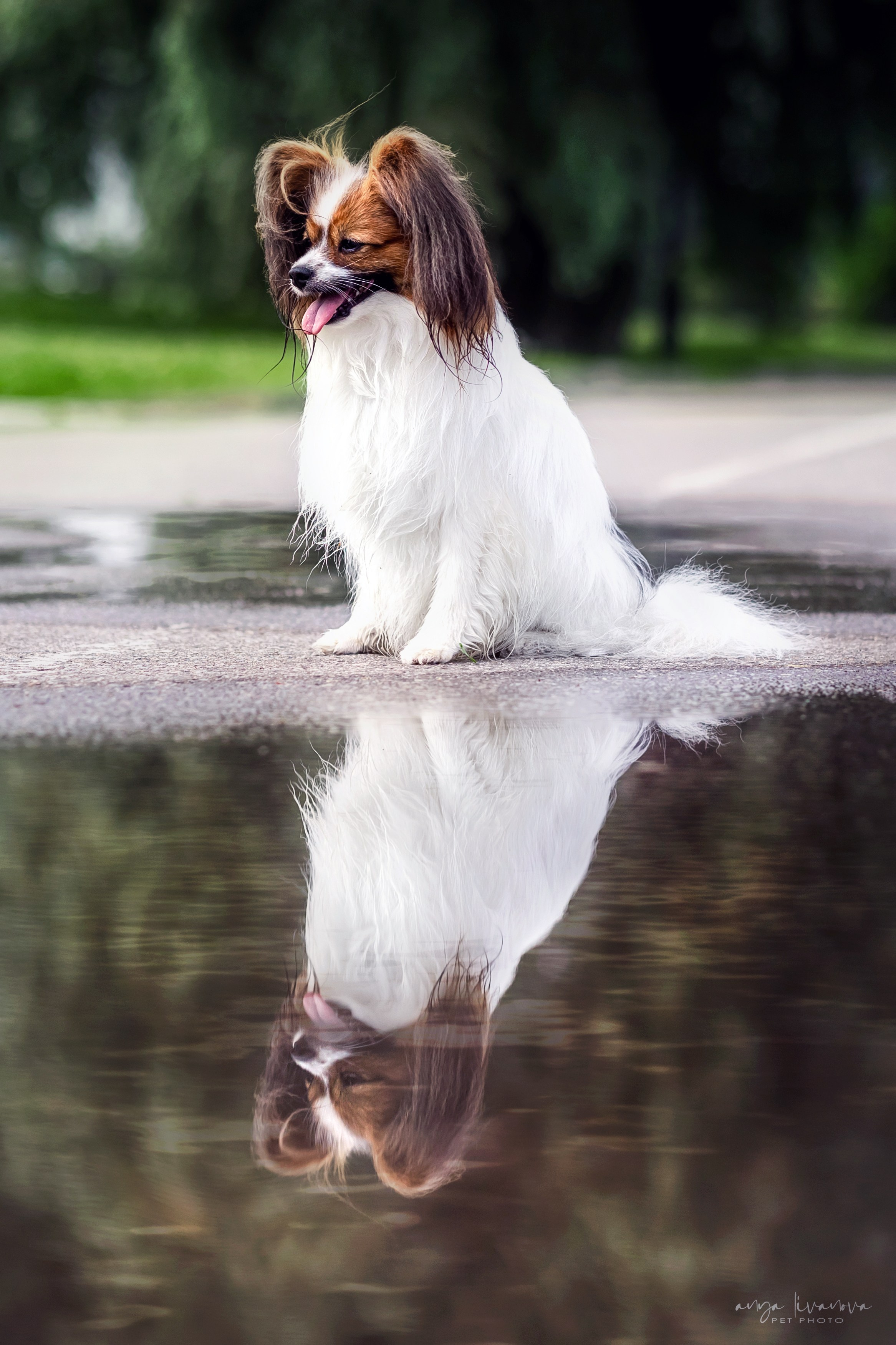 Елена и папийоны. Фотограф анималист Аня Ливанова | Рыбинск