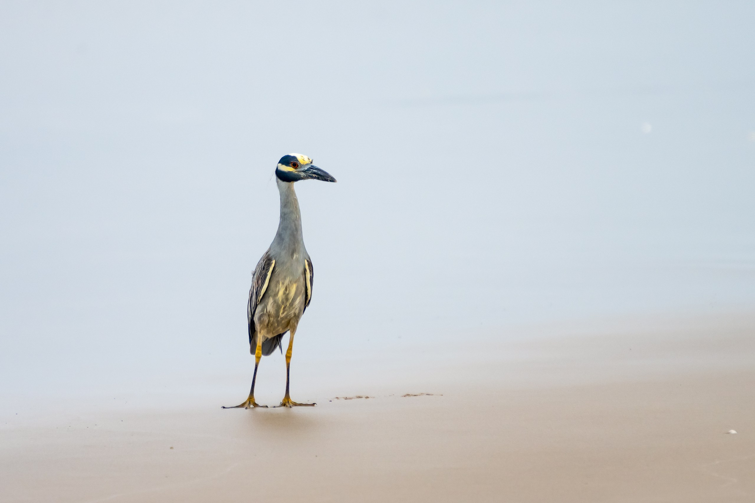 Пейзажный фотограф, Фотографии дикой природы. Foto-Zuev фотография как искусство