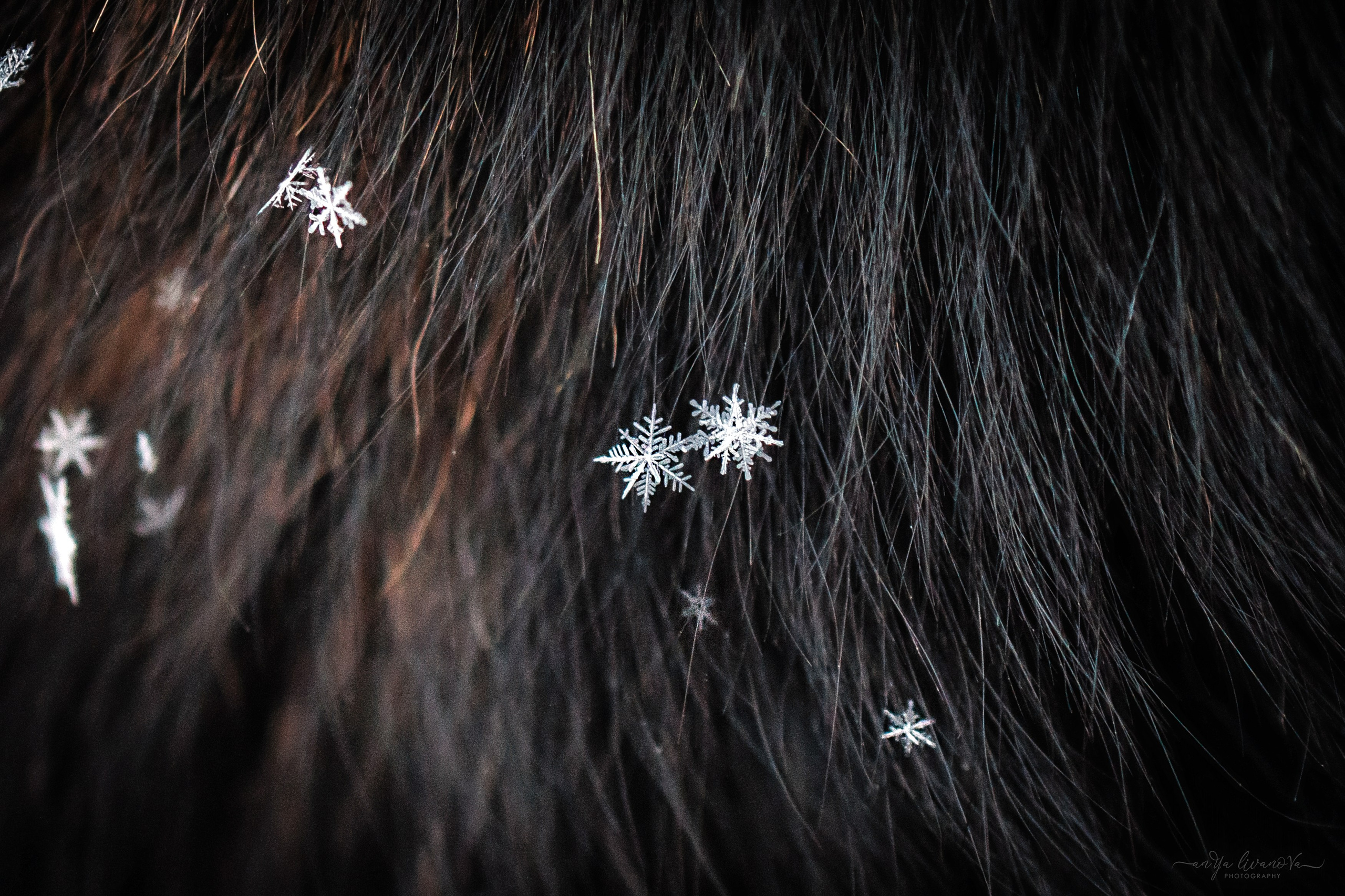Рокки. Фотограф анималист Аня Ливанова | Рыбинск