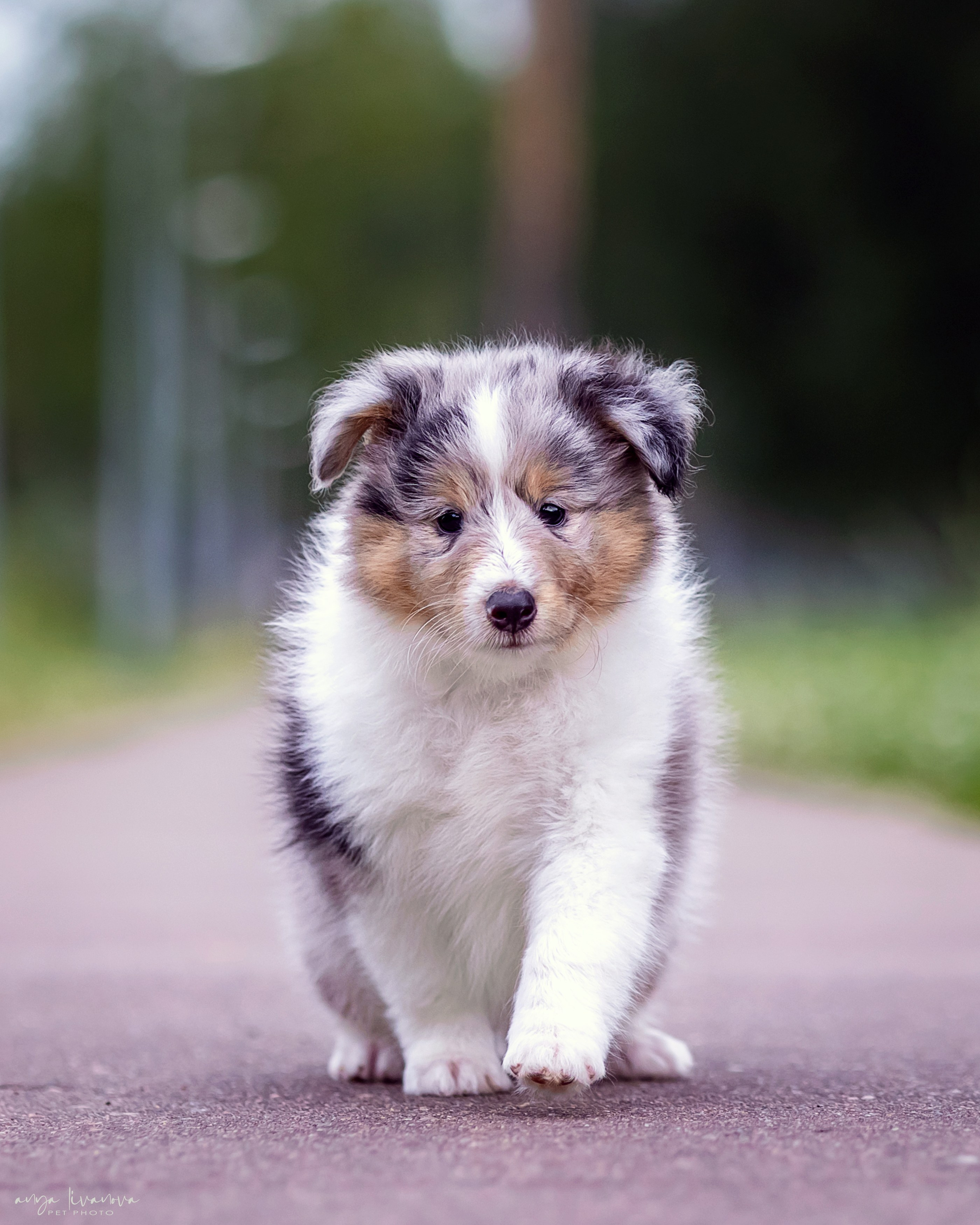 Шелти. Фотограф анималист Аня Ливанова | Рыбинск