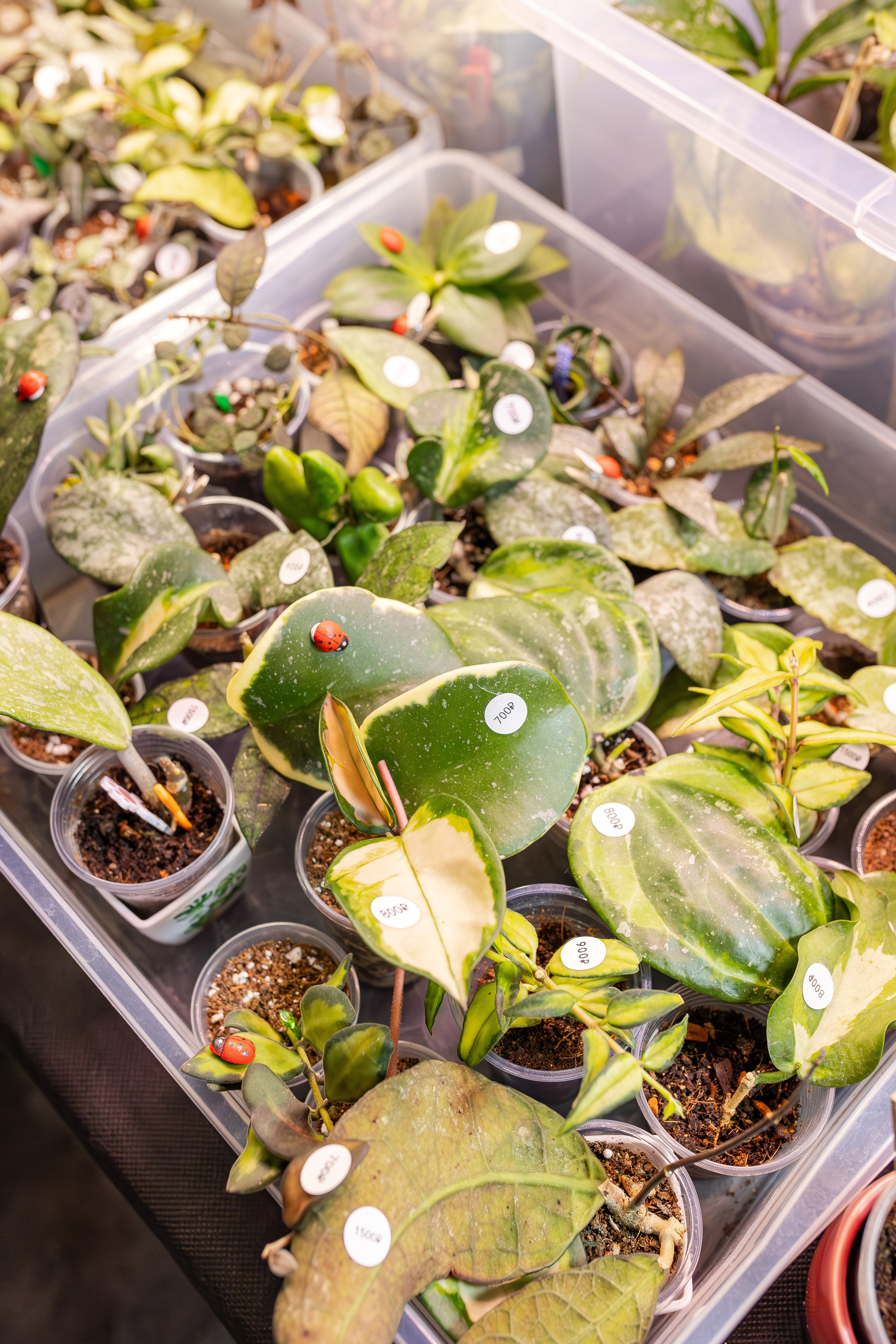 Монстериум апрель 2026. Александра Куликова фотограф, Москва