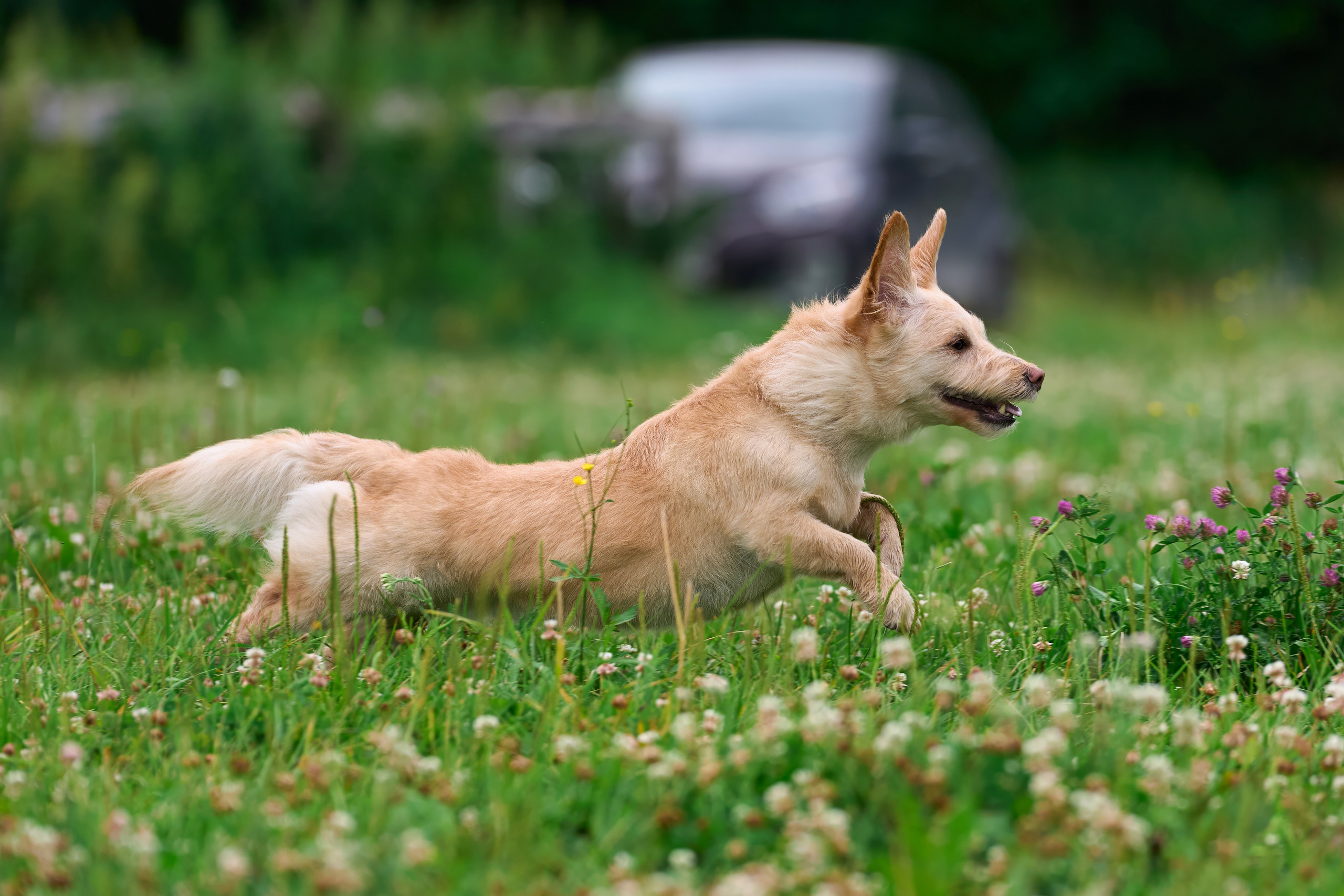 Тренировка по курсингу в Донино. Фотограф-анималист Михаил Манухин