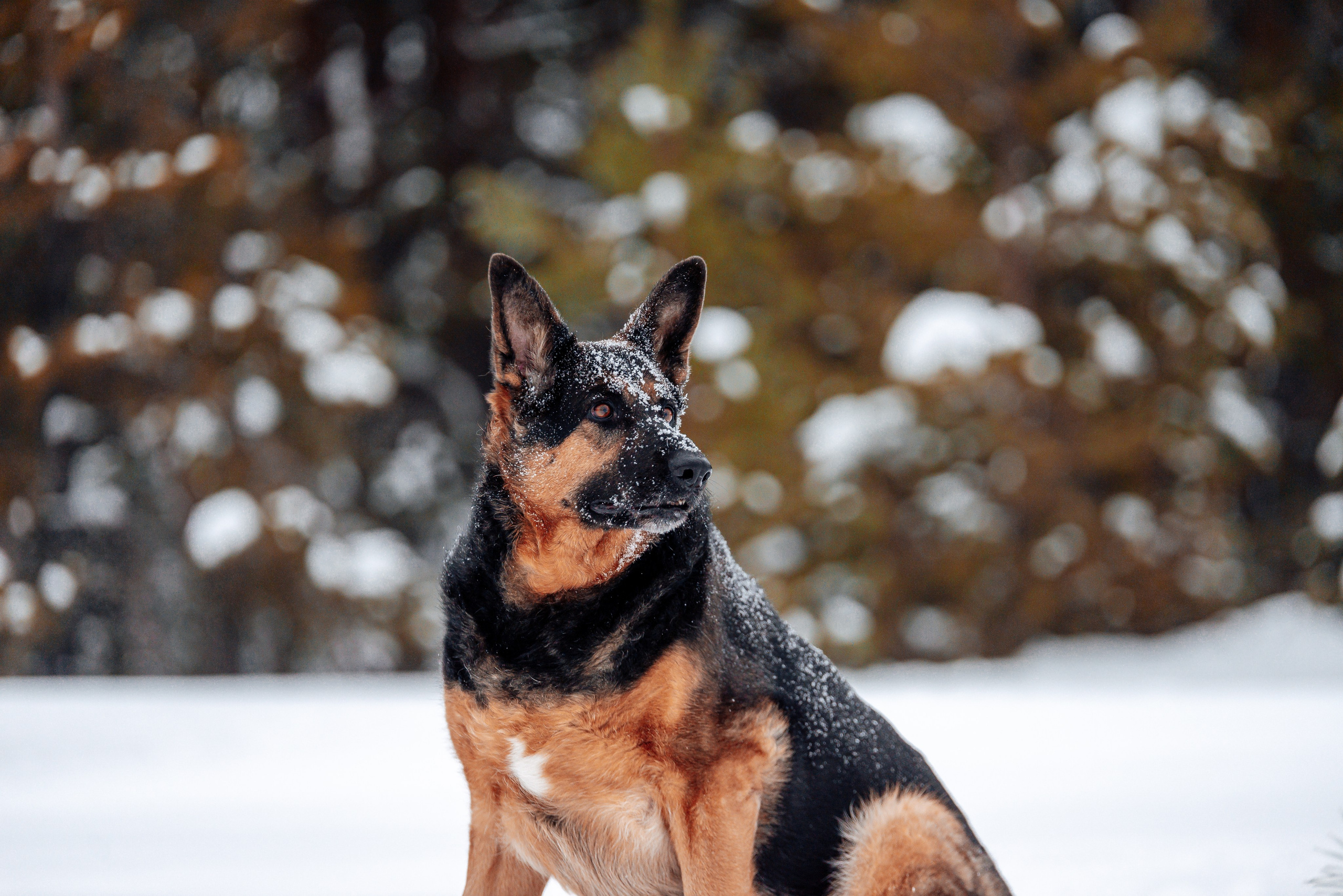 Светлана, Альфа и кошки ✨. Фотограф-анималист Анастасия Парфенова|Екатеринбург