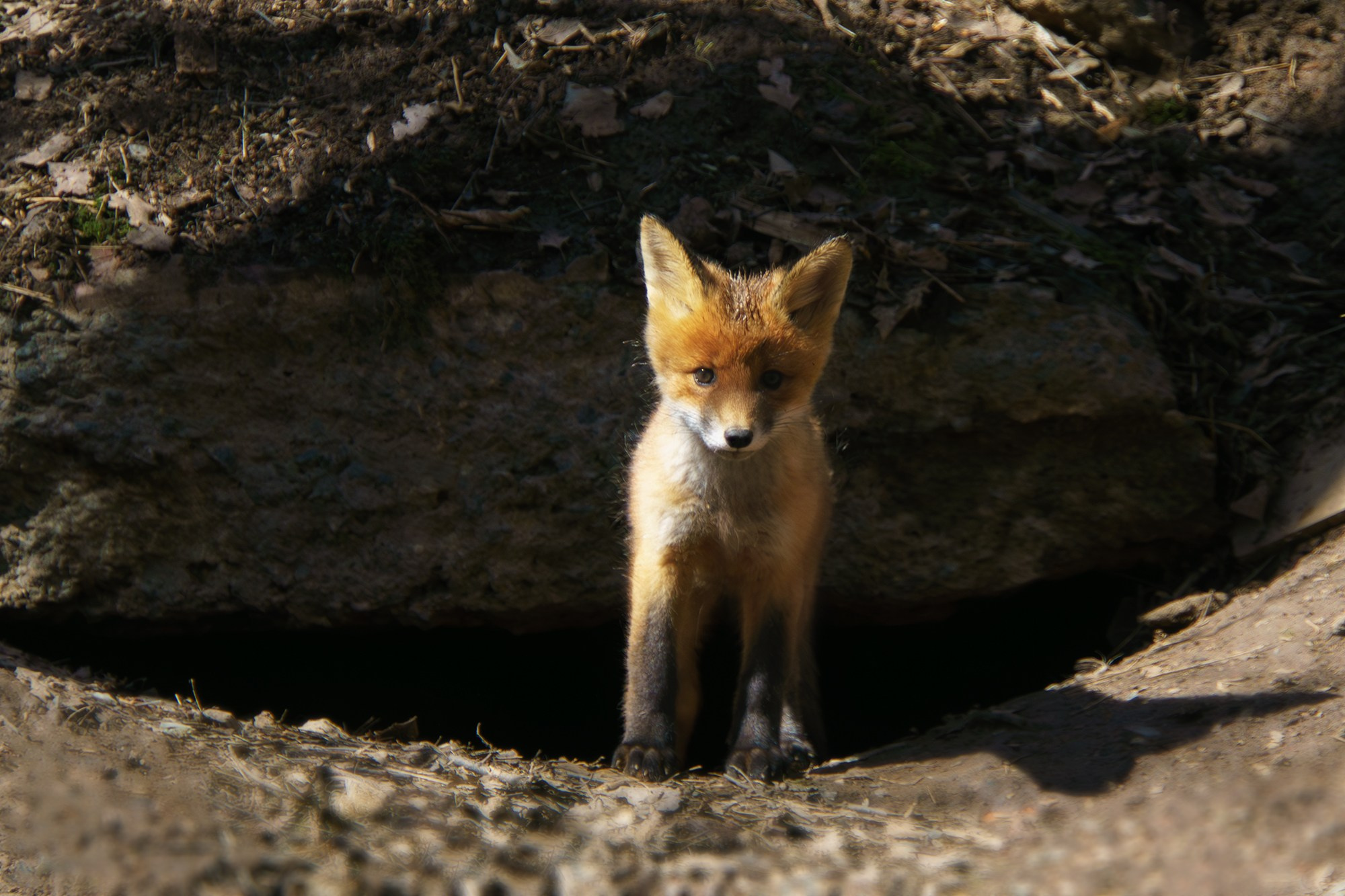 Животные. Ваш личный фотограф Марина Волкова