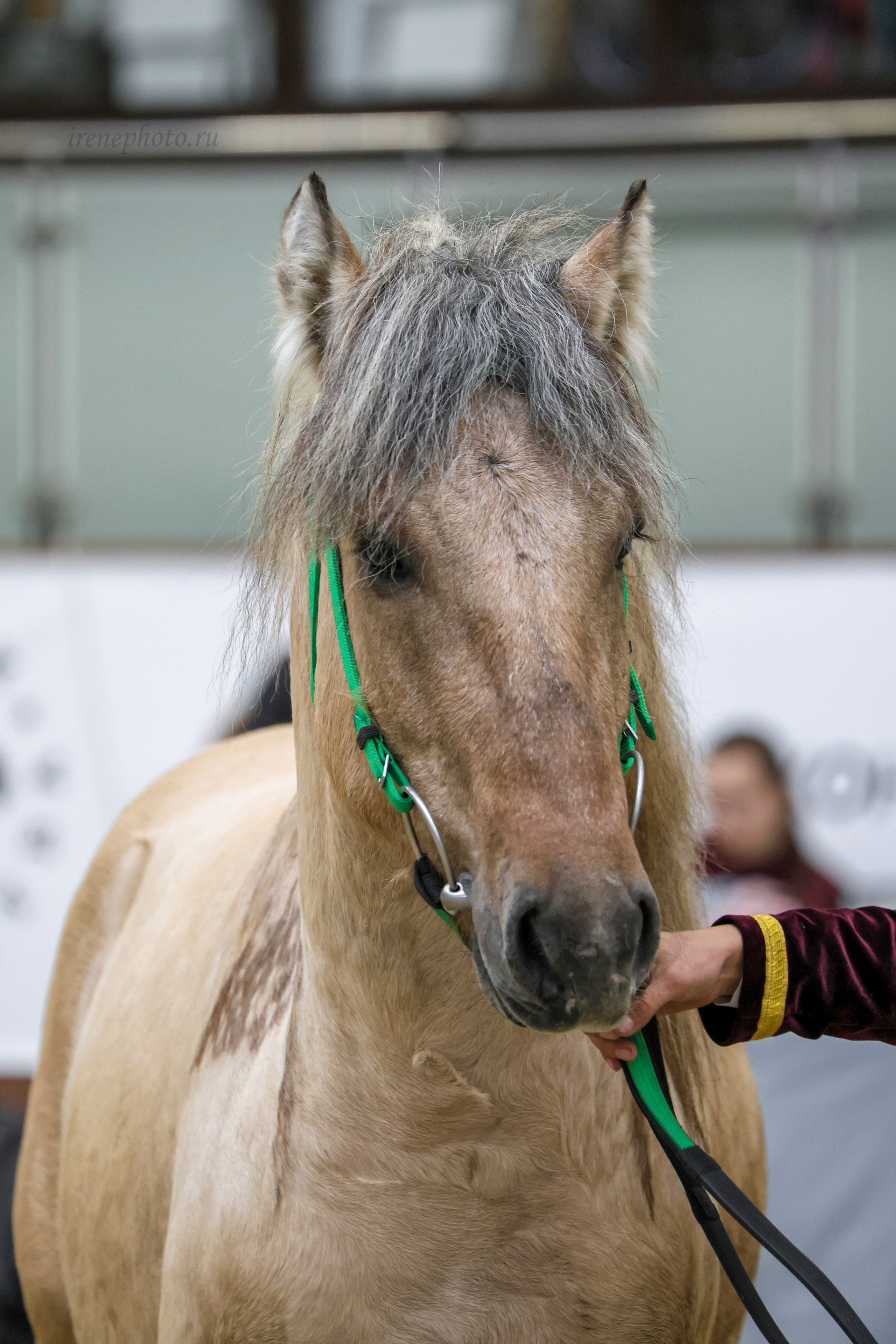 Конная Россия 2024. Irenephoto.ru