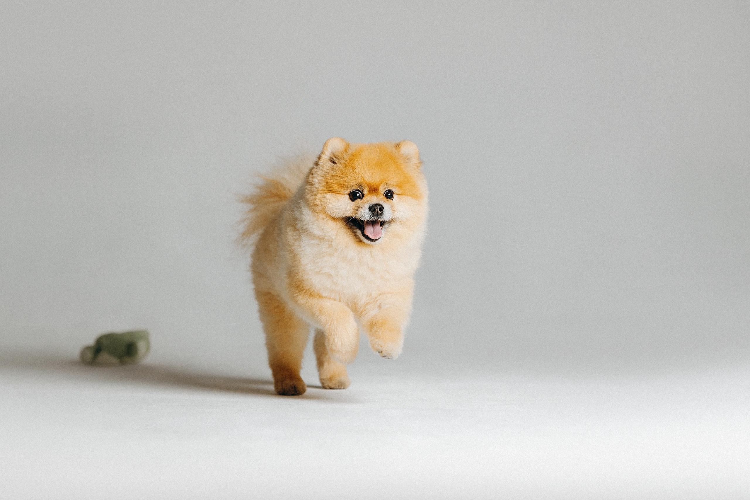 Индивидуальная фотосессия Лизы. Фотограф. Фотограф-анималист. Москва