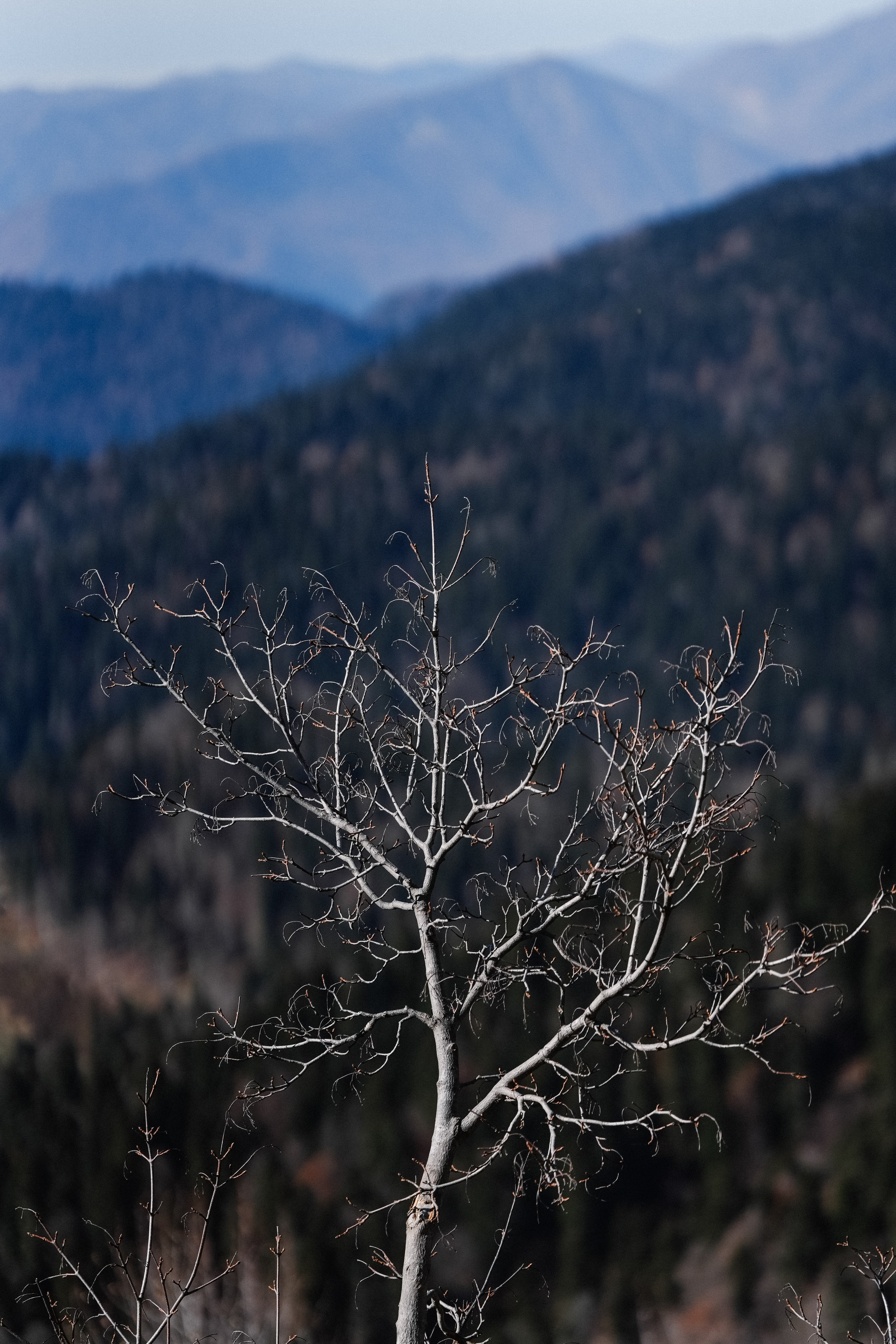 Роза Хутор ✽ Ноябрь. Репортажный фотограф | Роза Хутор Красная Поляна Сочи Сириус