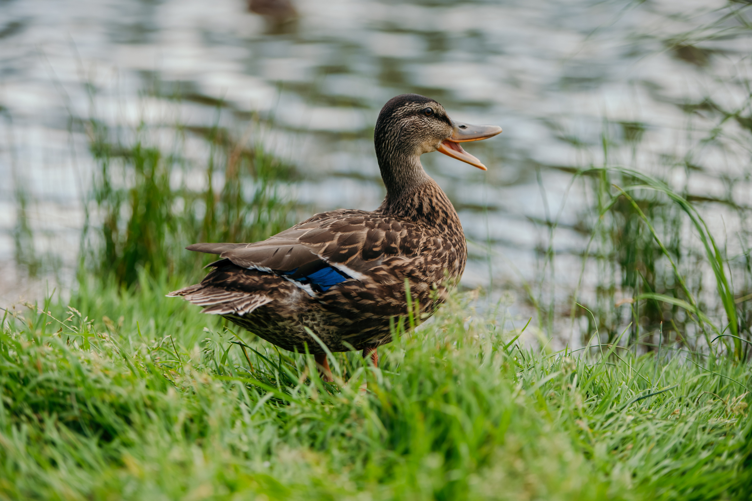 Пейзажи. Reportage and Real Estate Photographer