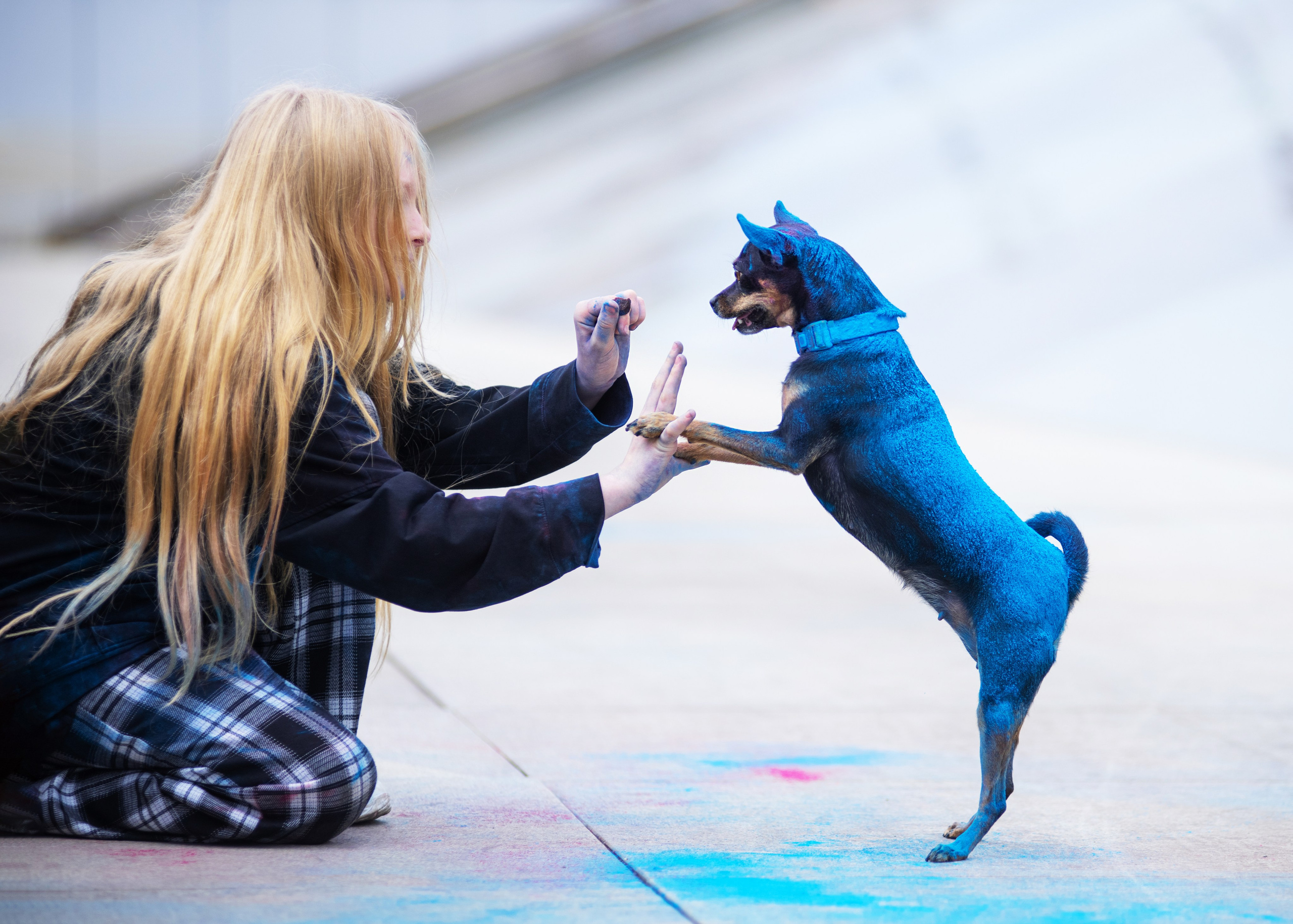 Мотя и краски холли. Дог-фотограф в Тюмени Александра Королева
