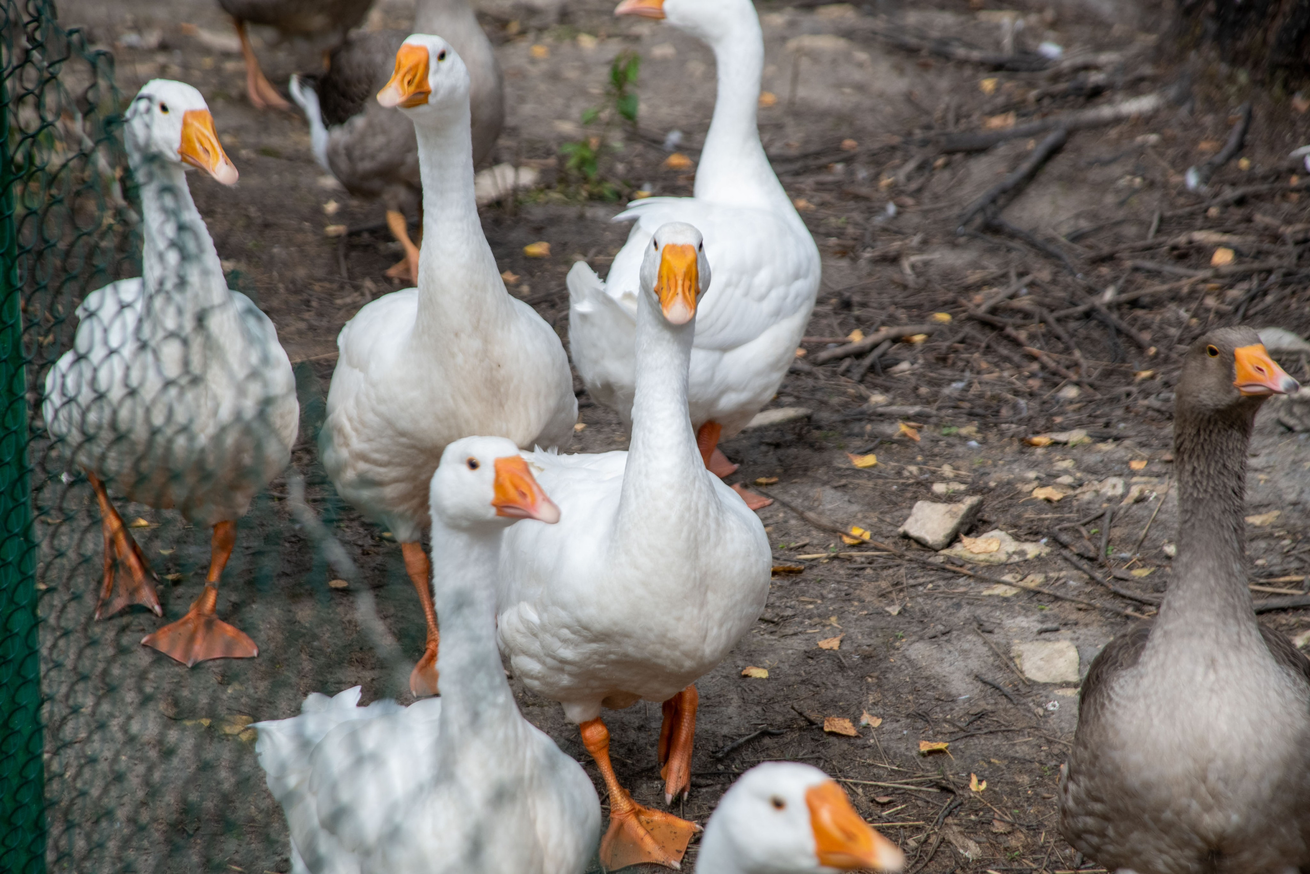 Нутриевая ферма. Большакова Полина — фотограф в Туле