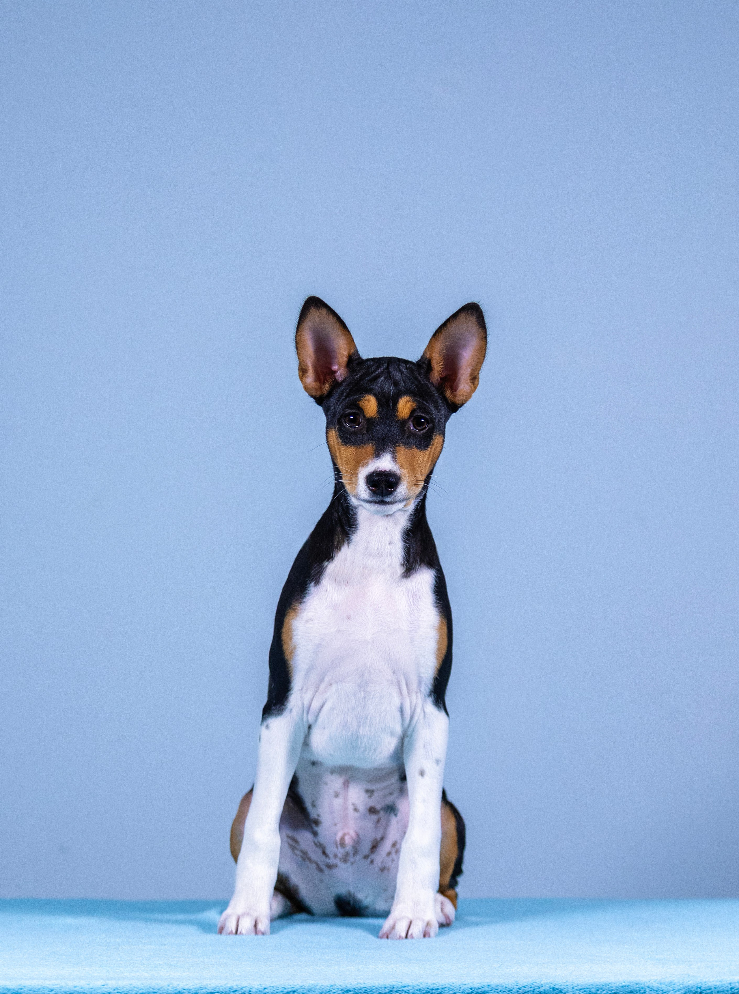 Басенджи. Фотограф — анималист Татьяна Ли