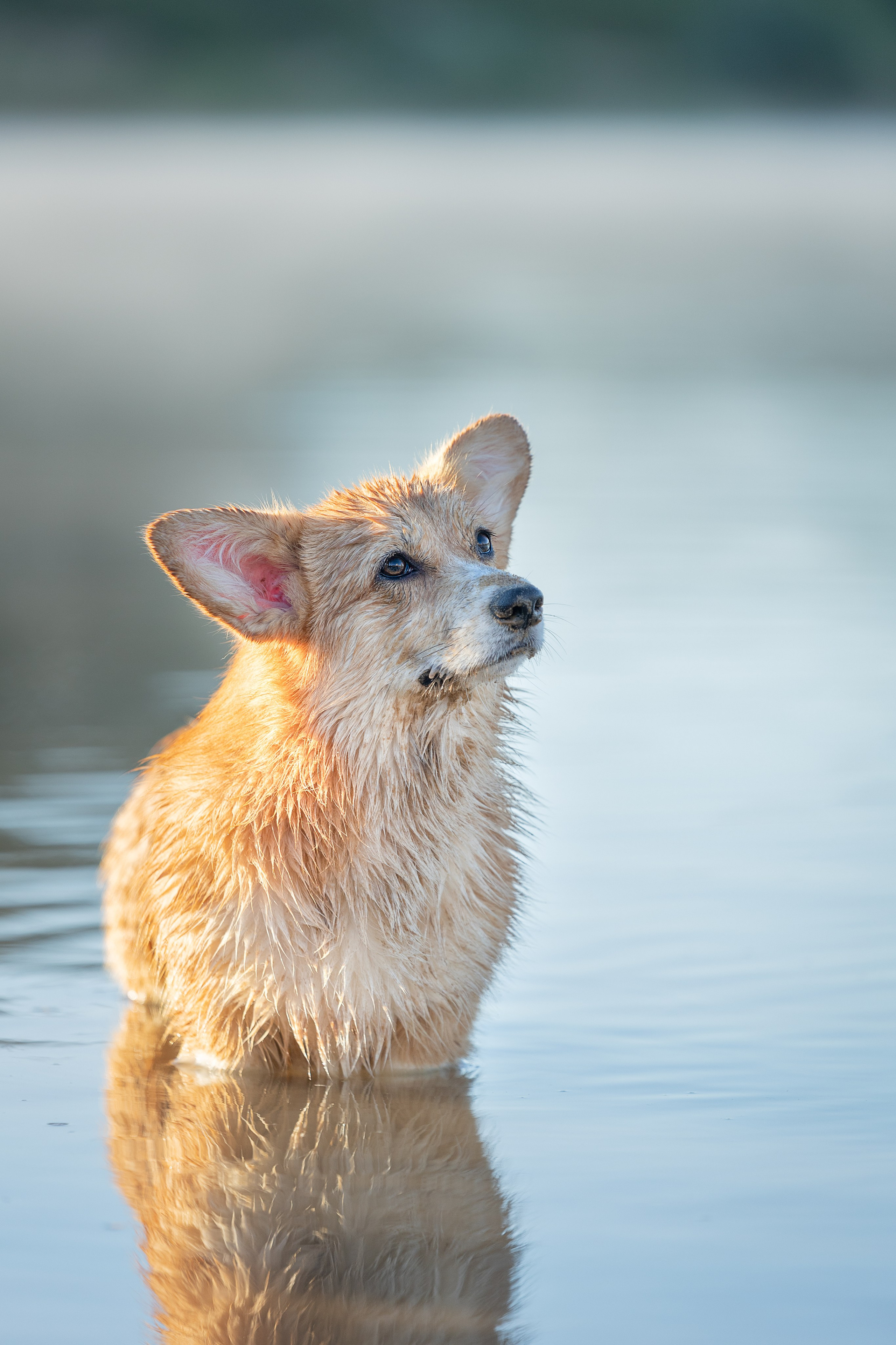 Рассвет. Фотограф-анималист Александра Шеремет