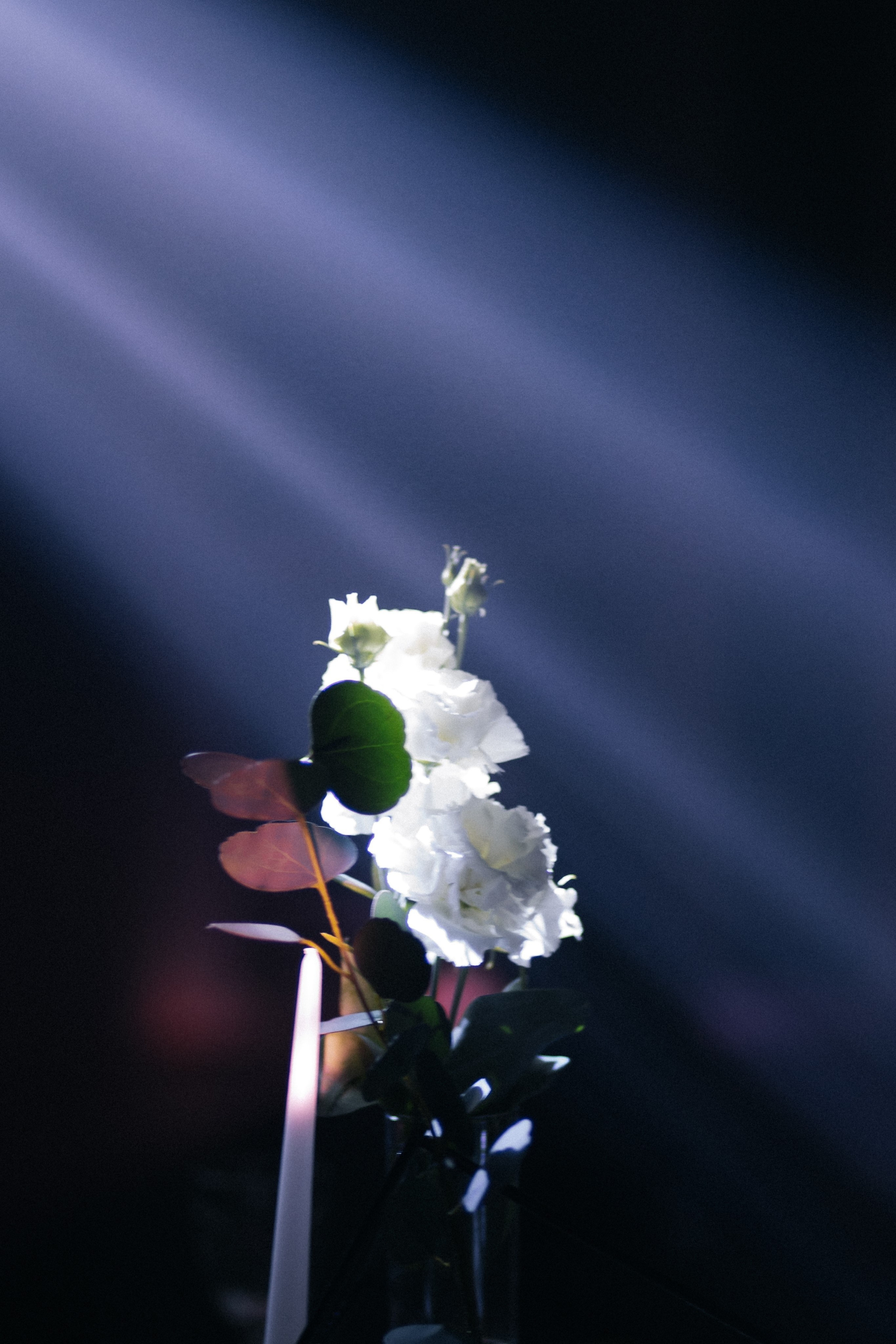 N & D. Свадебный фотограф Алина Хабарова