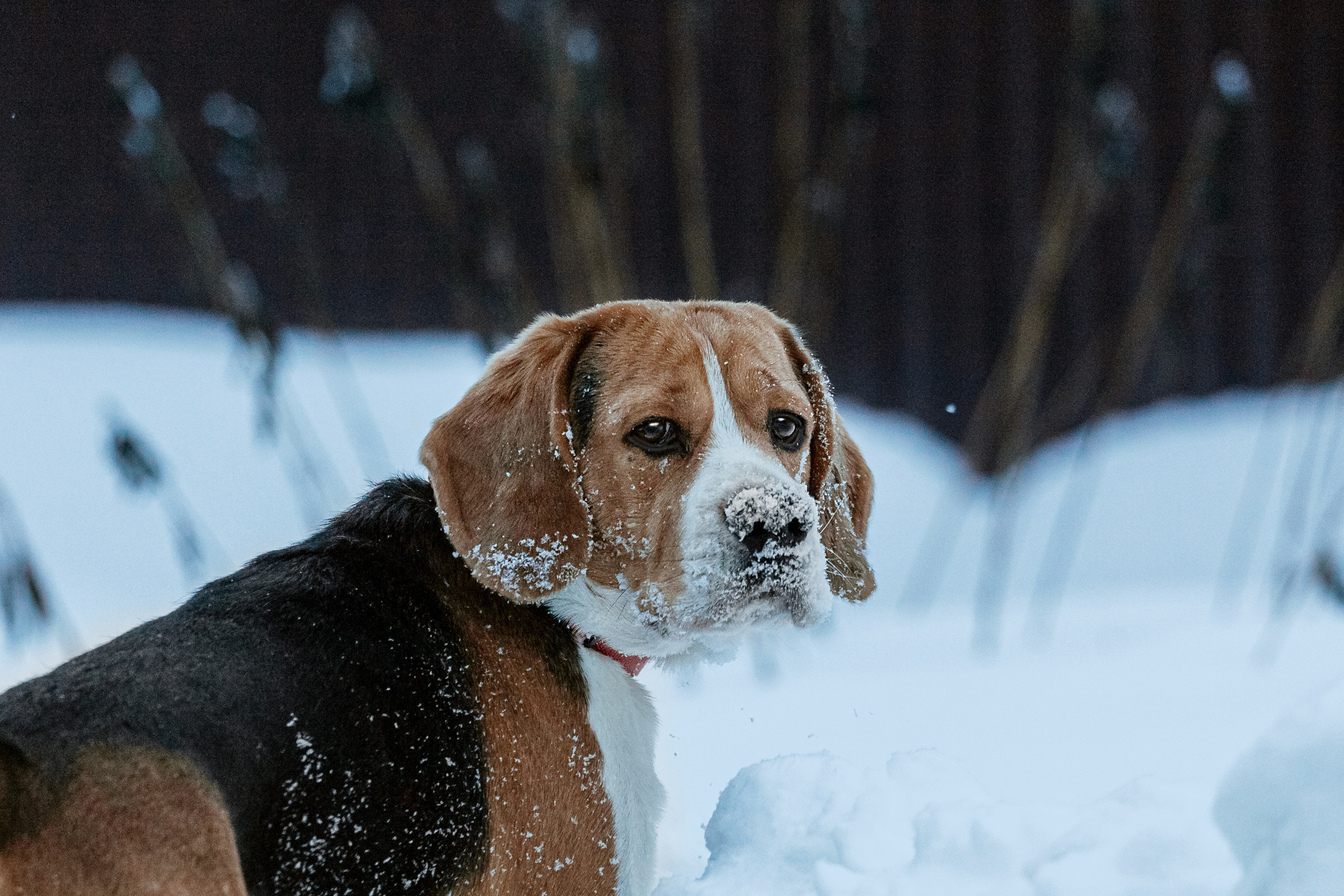 Дом для Биглей 2023. Фотограф-анималист Татьяна Степанова