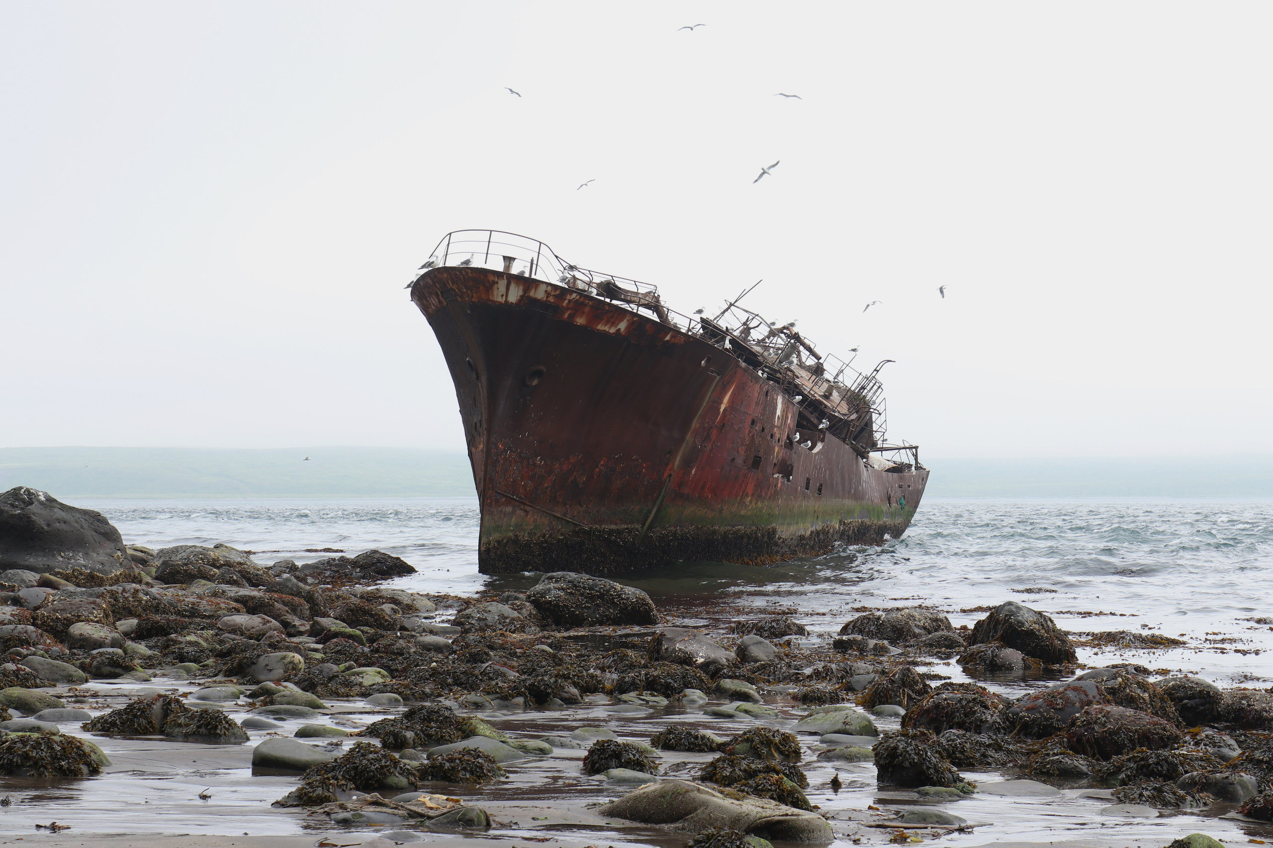 Камчатка и о. Парамушир. Июль 2024. Путешественник-фотограф из Санкт-Петербурга Татьяна Свистулина