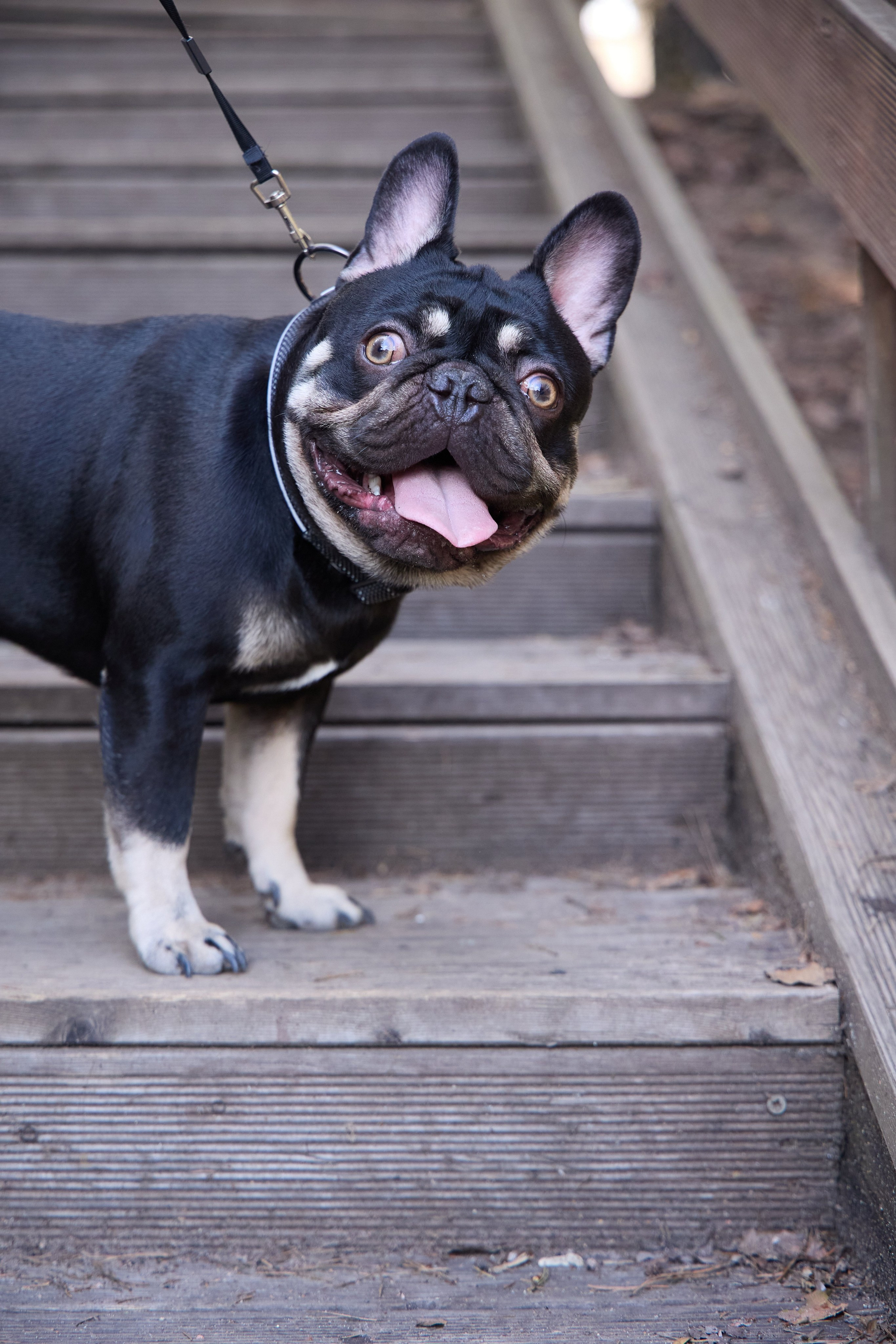 Животные. Tatura media