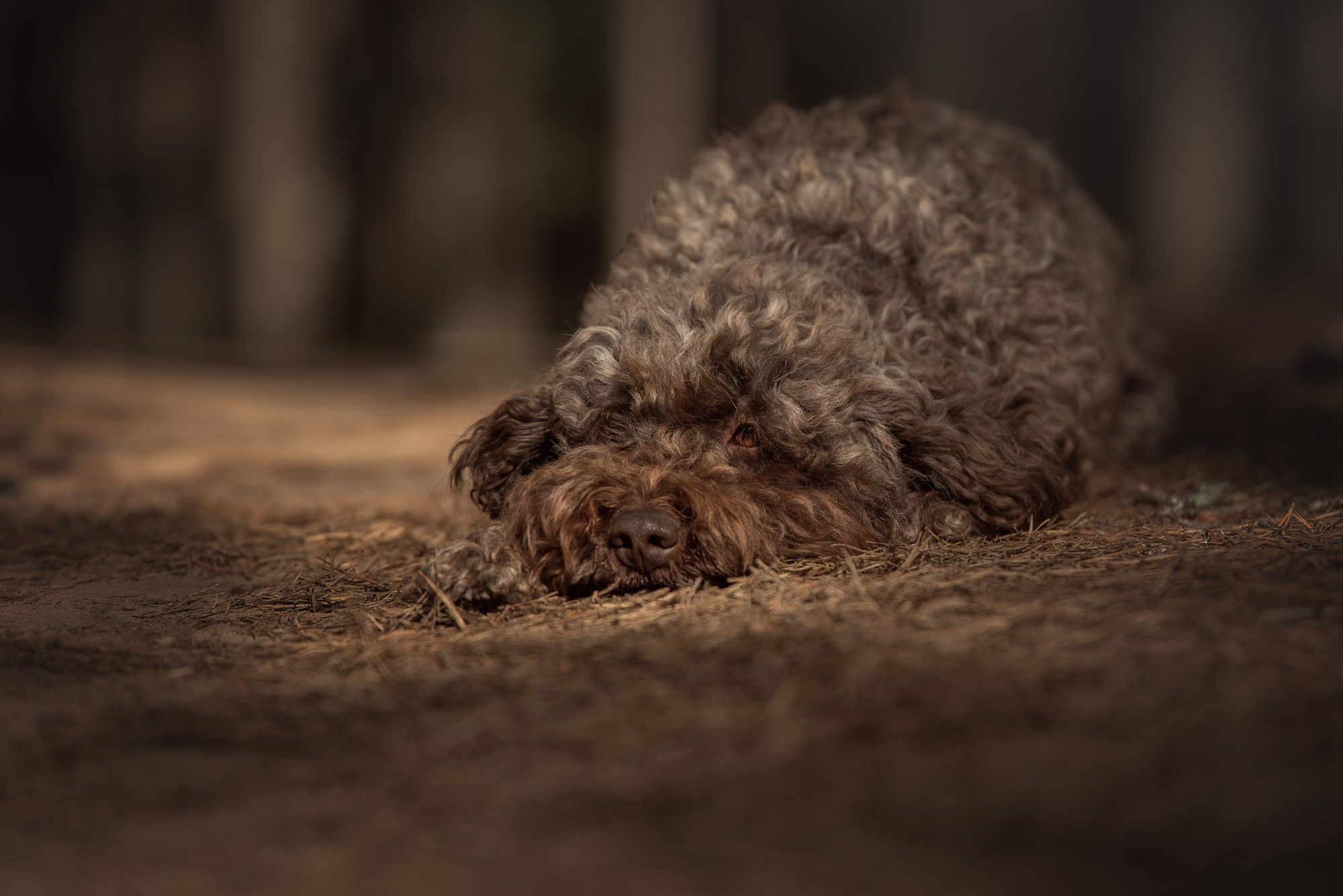 Обучение анималистической фотографии