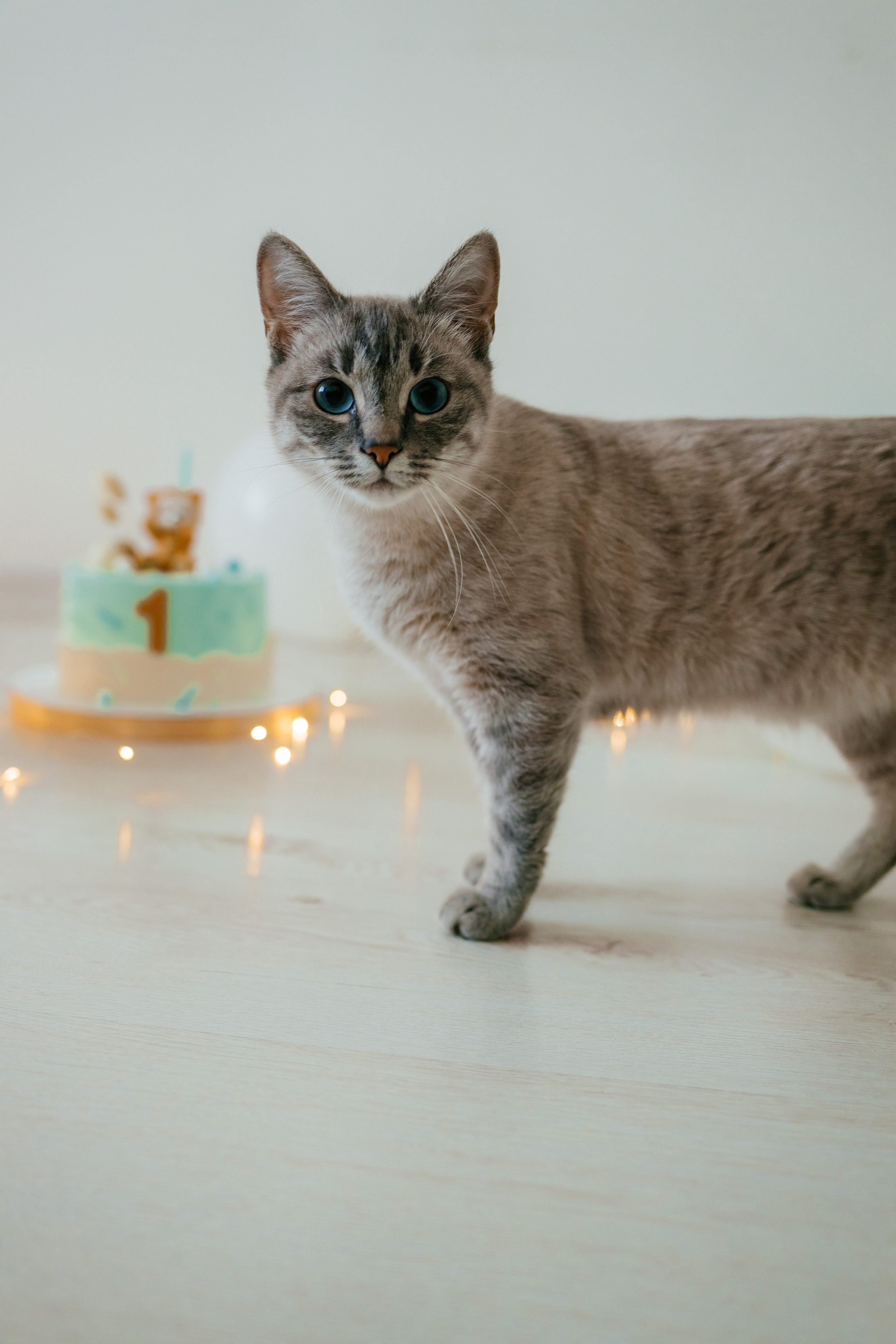 Годовасик. Свадебный и семейный фотограф